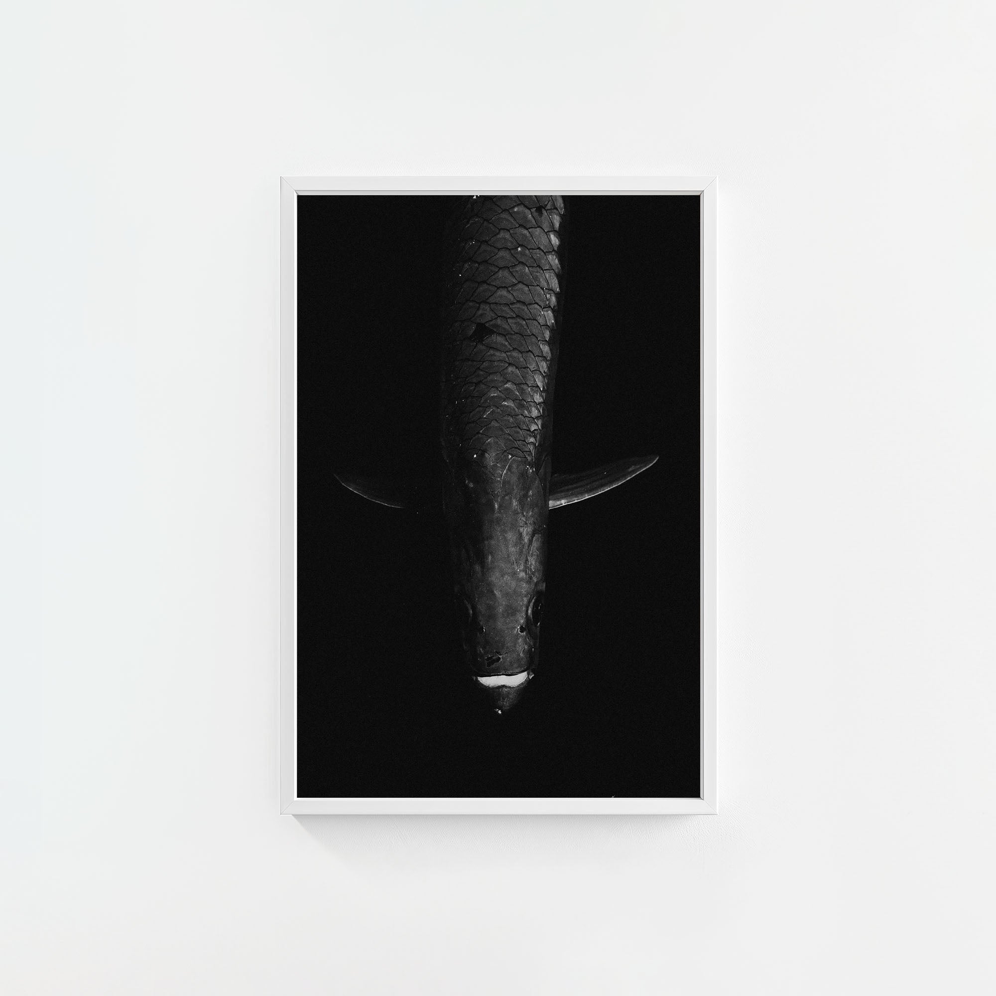 Tarpon: 'Dark Side Of The King' (6 Left!)