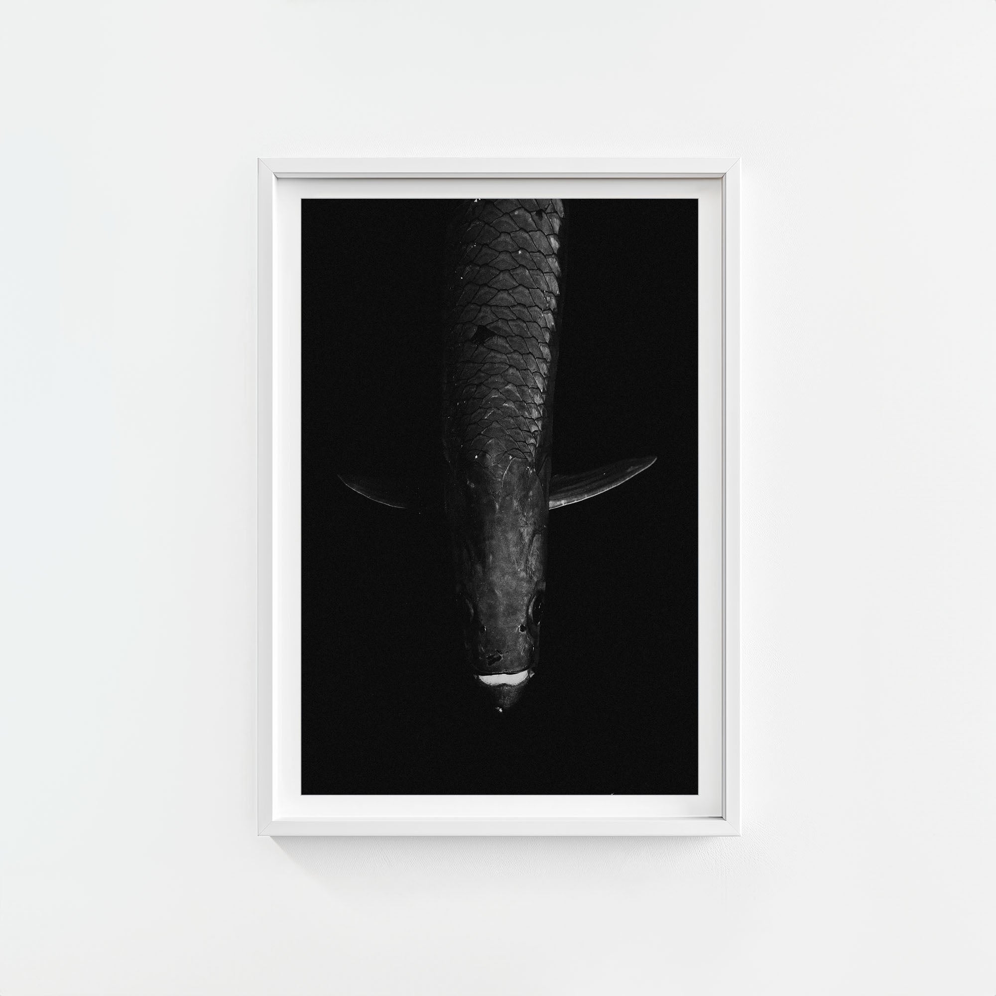 Tarpon: 'Dark Side Of The King' (6 Left!)