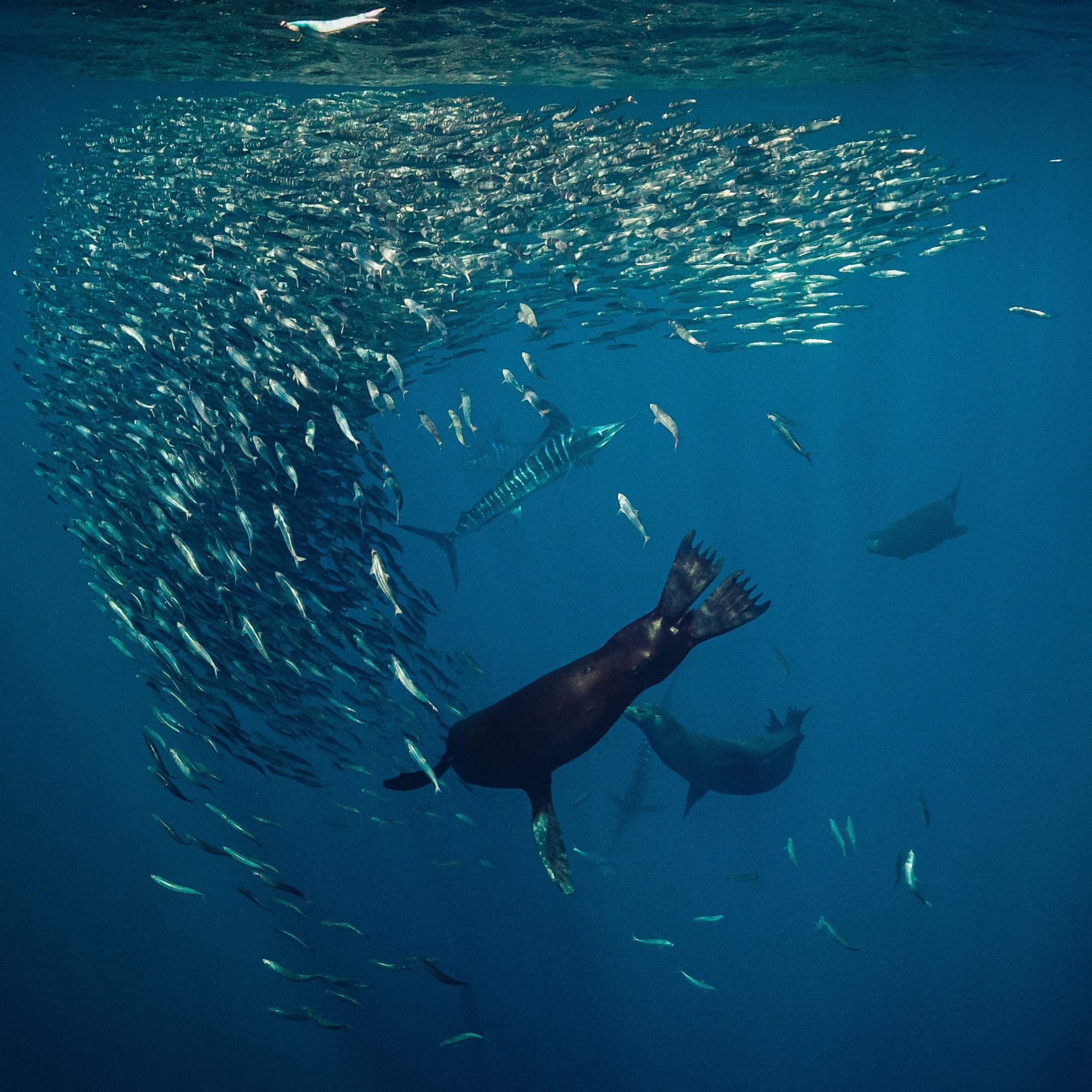 Mag Bay Tango: The Lion & The Spear