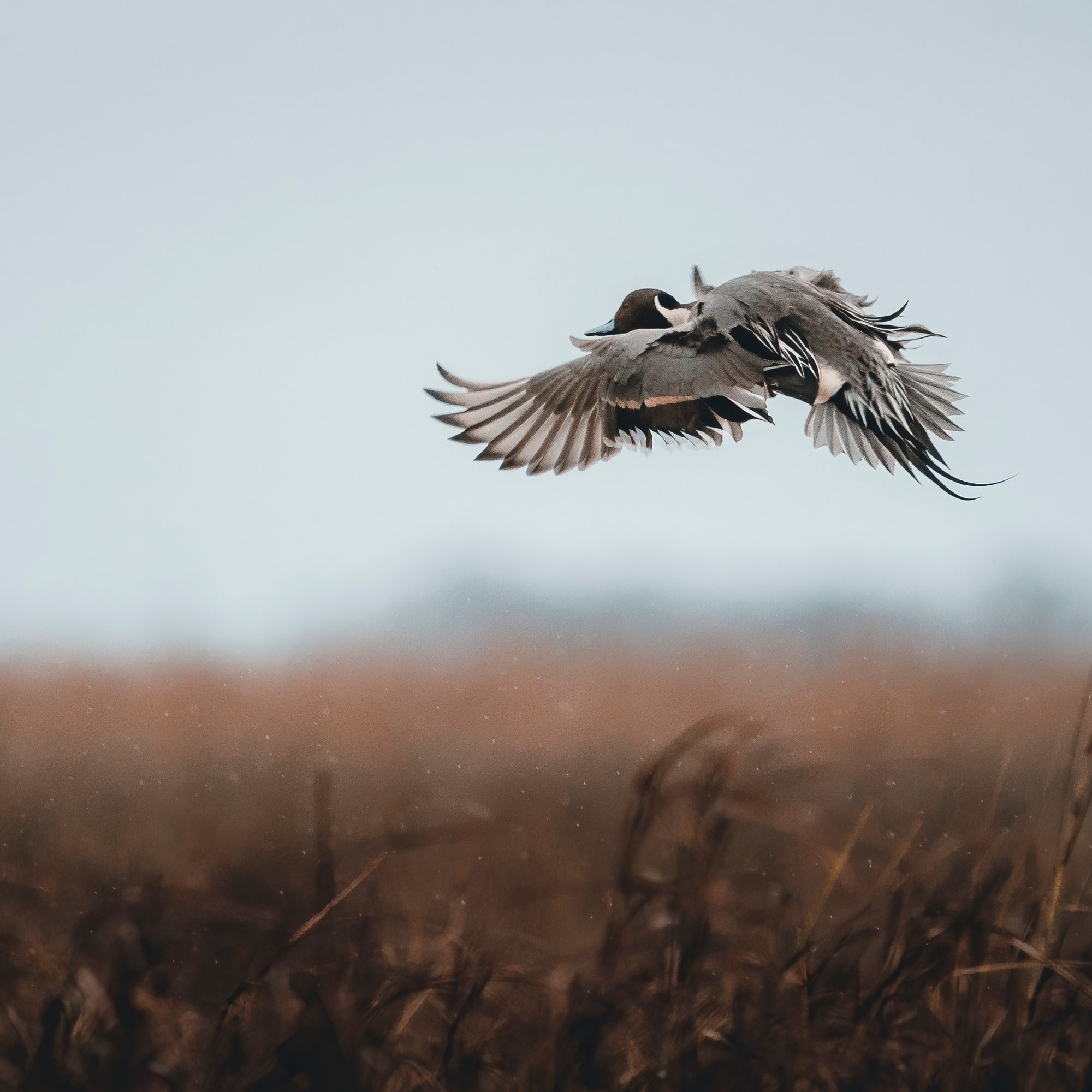 Pintail's Final Approach
