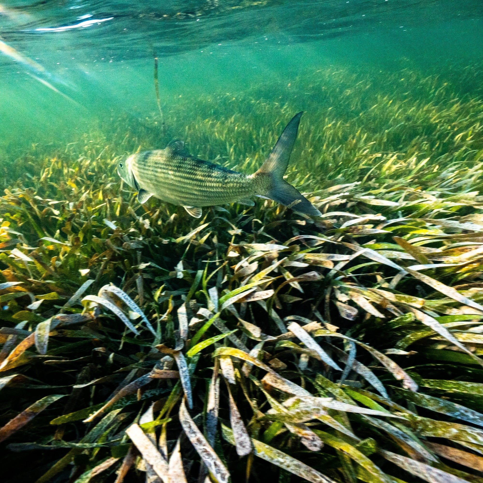 The Bonefish