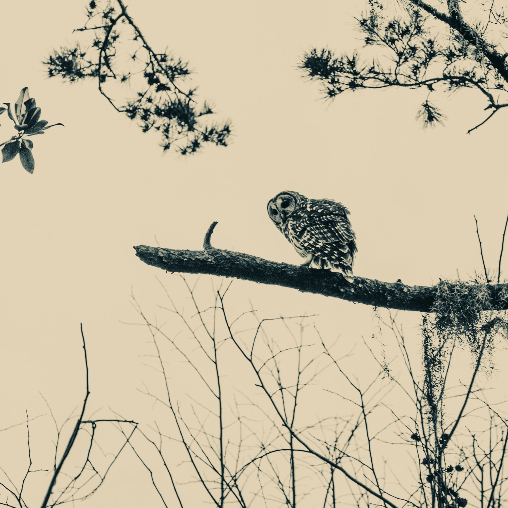 The Watchman