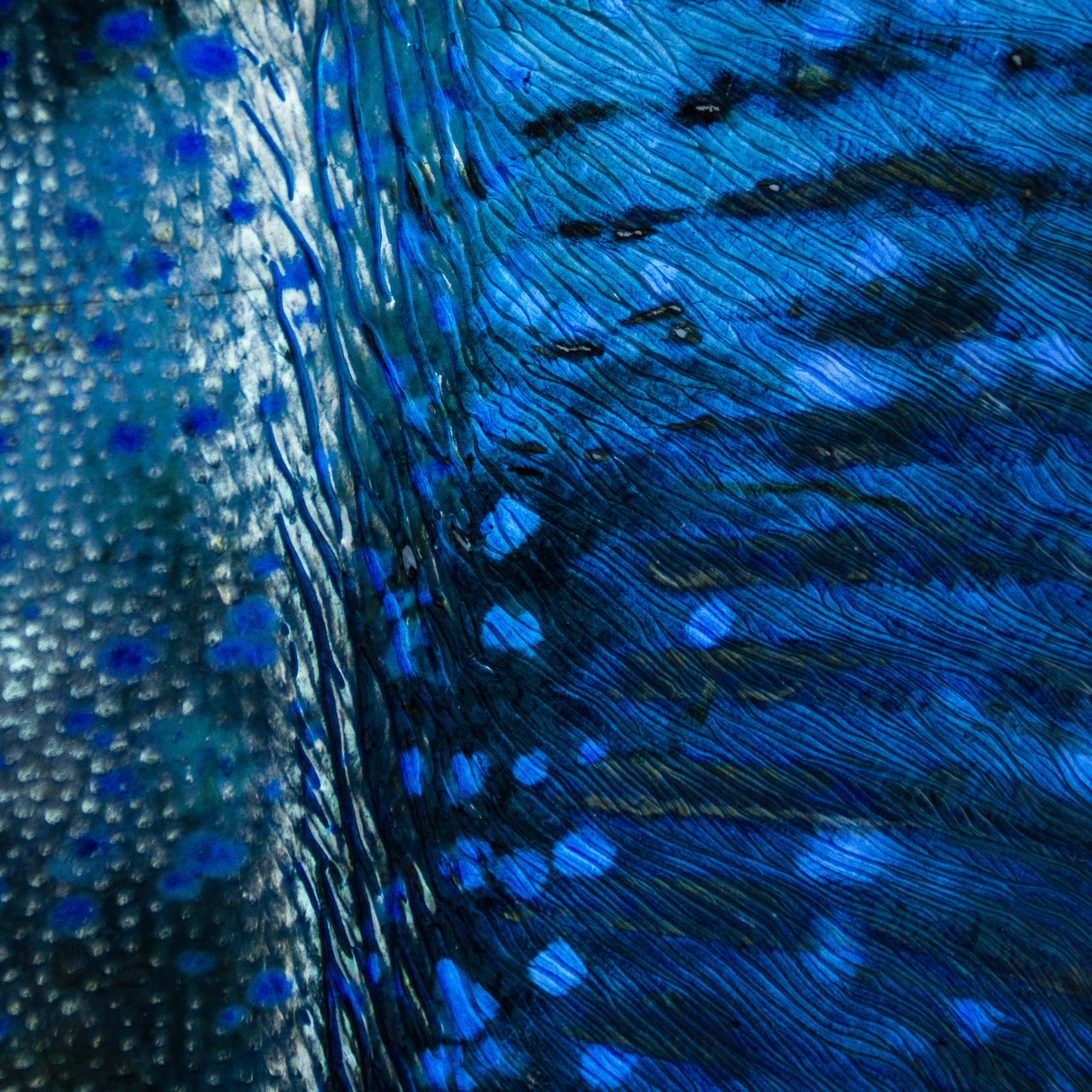 Blue Cloak