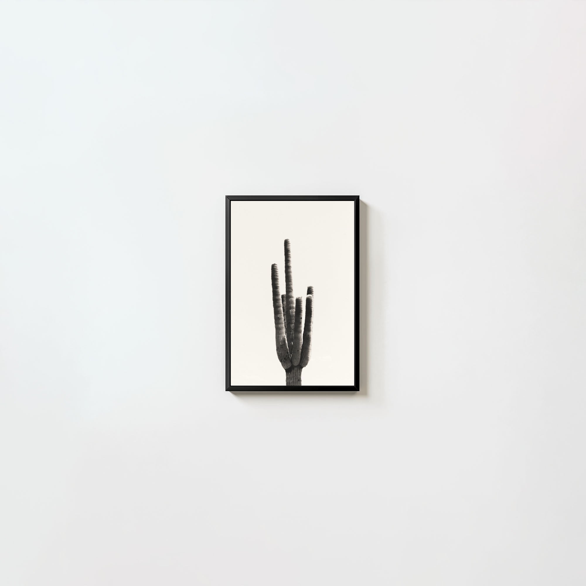Cacti