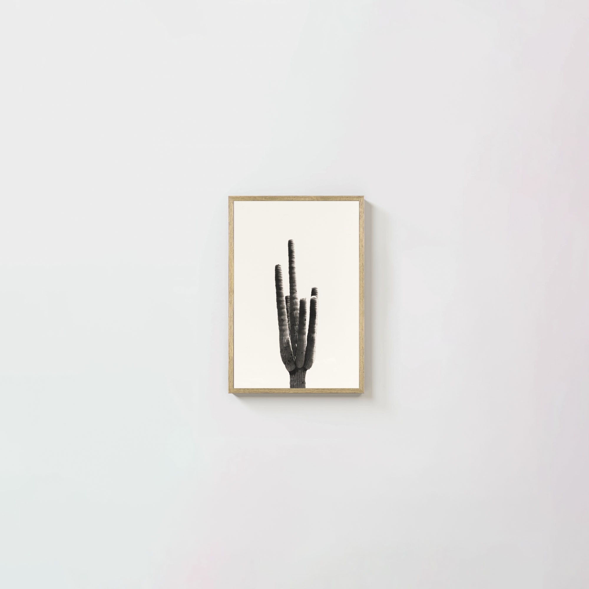 Cacti