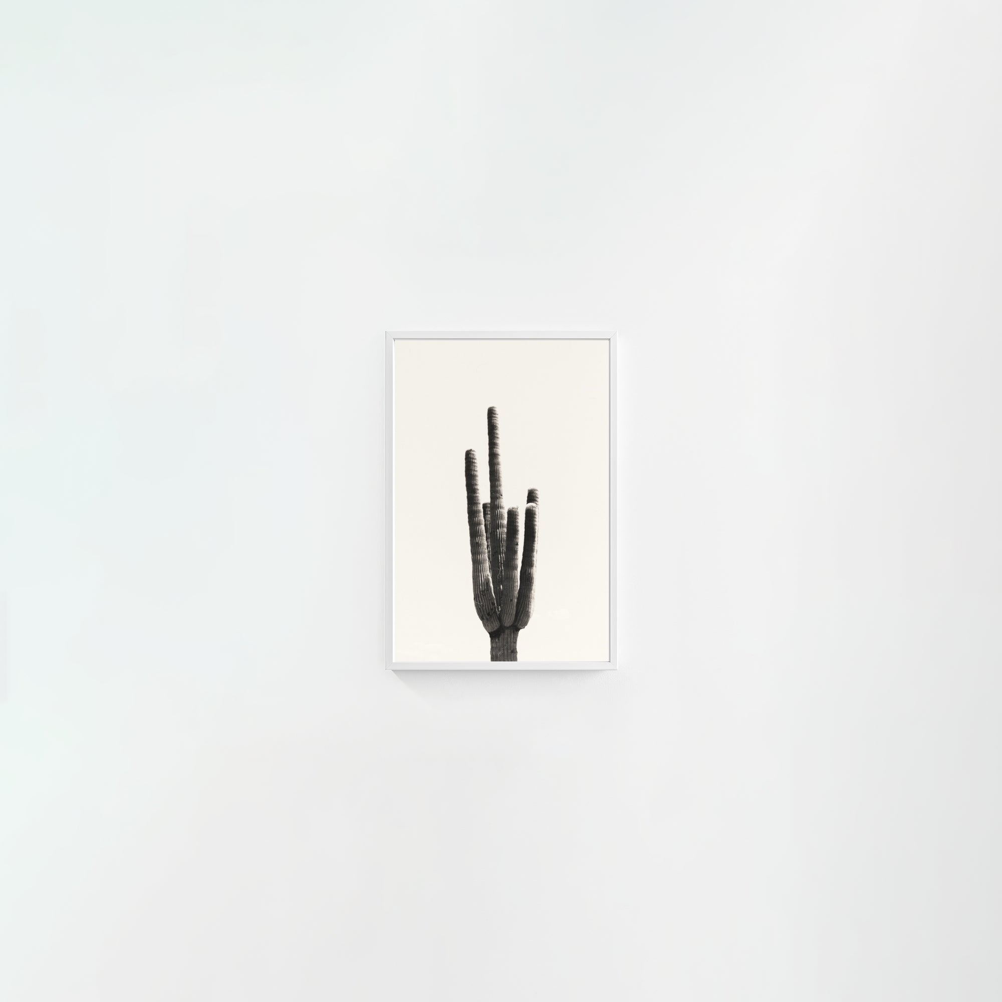Cacti