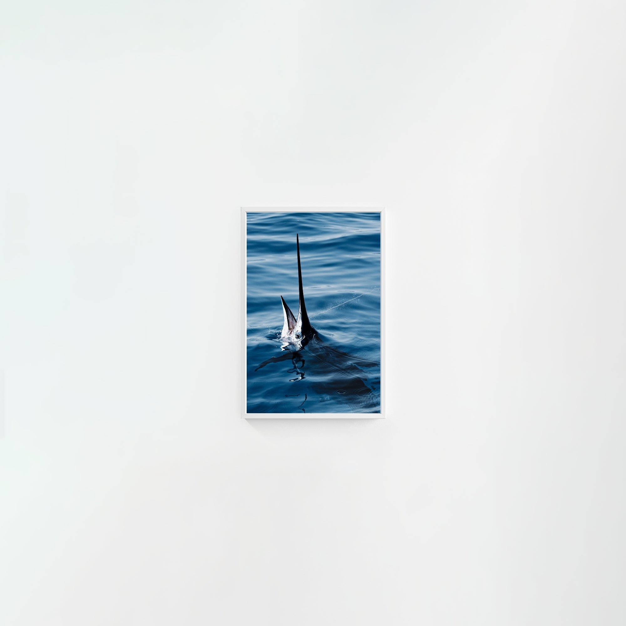 Sail Bite