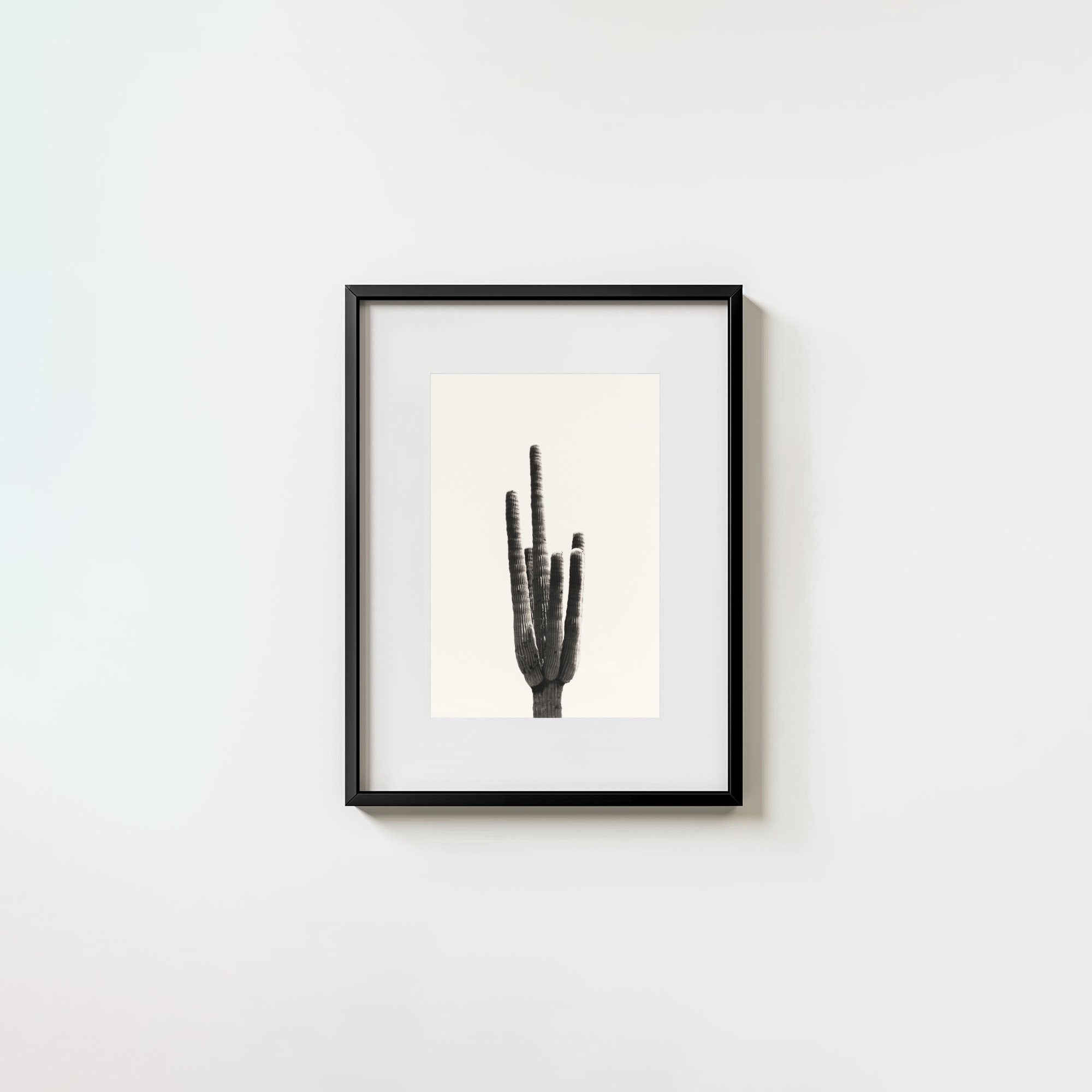 Cacti