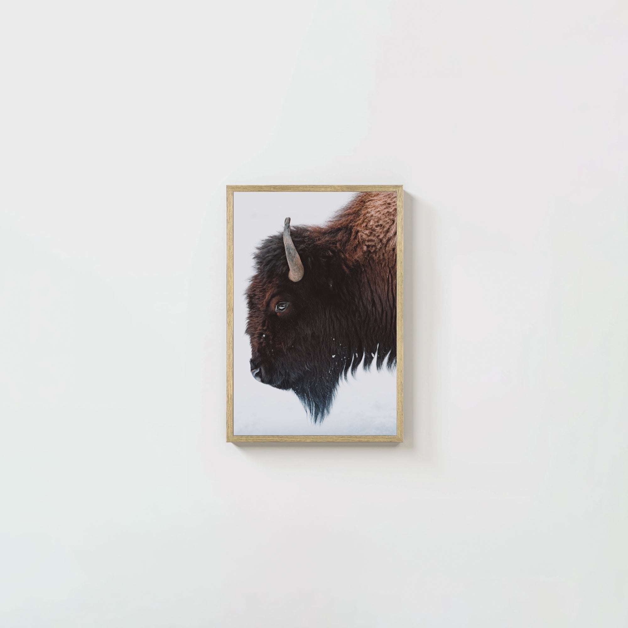 A Bison's Portrait
