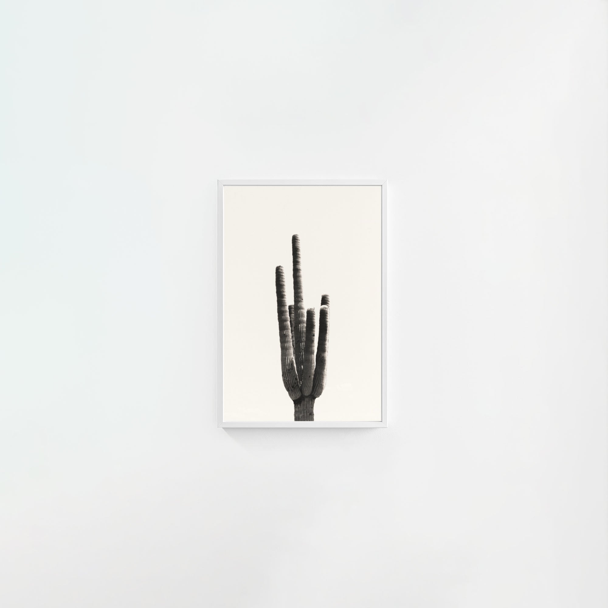 Cacti