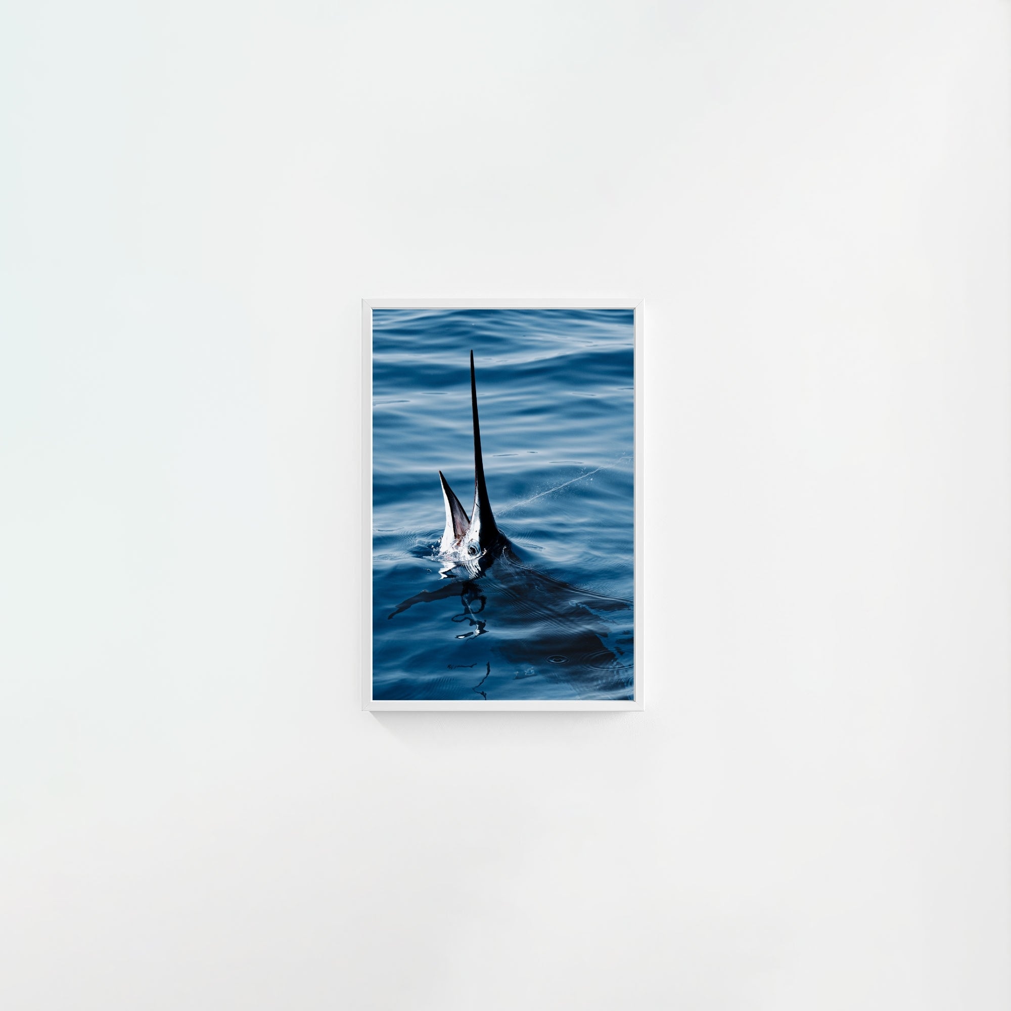 Sail Bite
