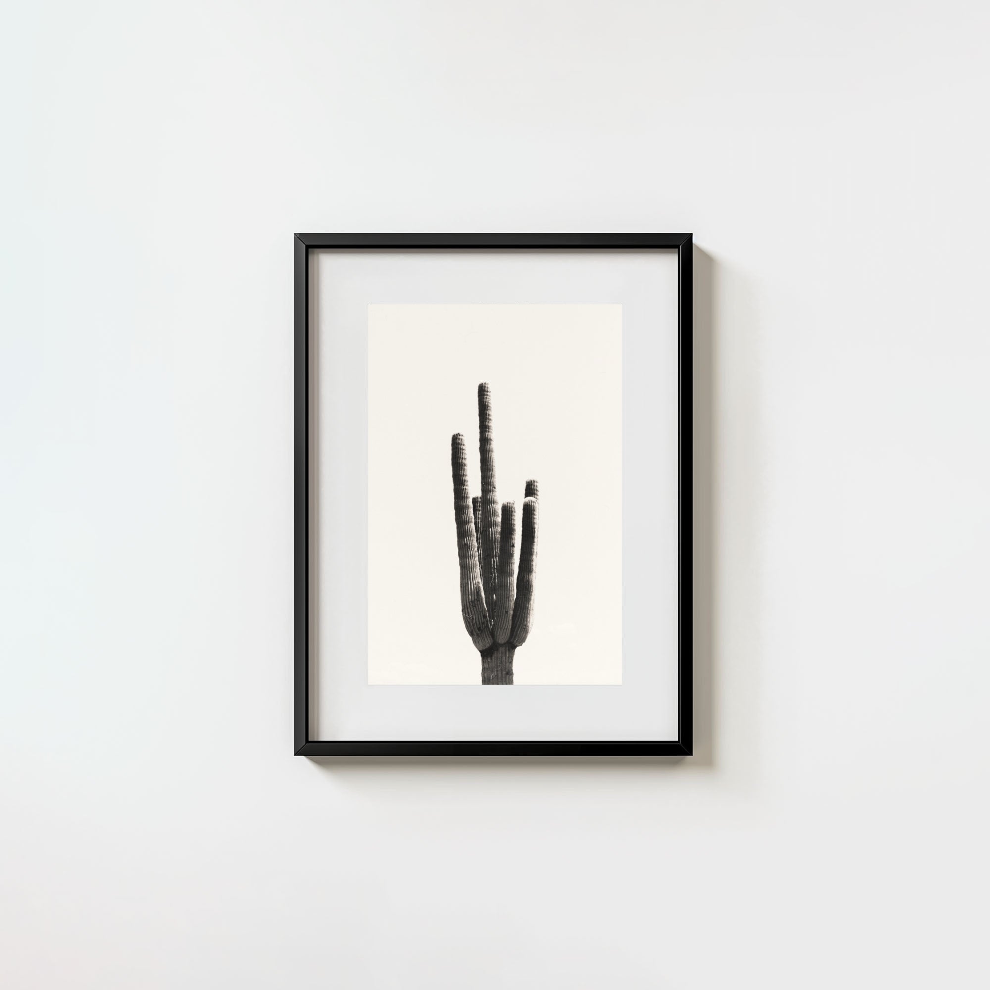 Cacti