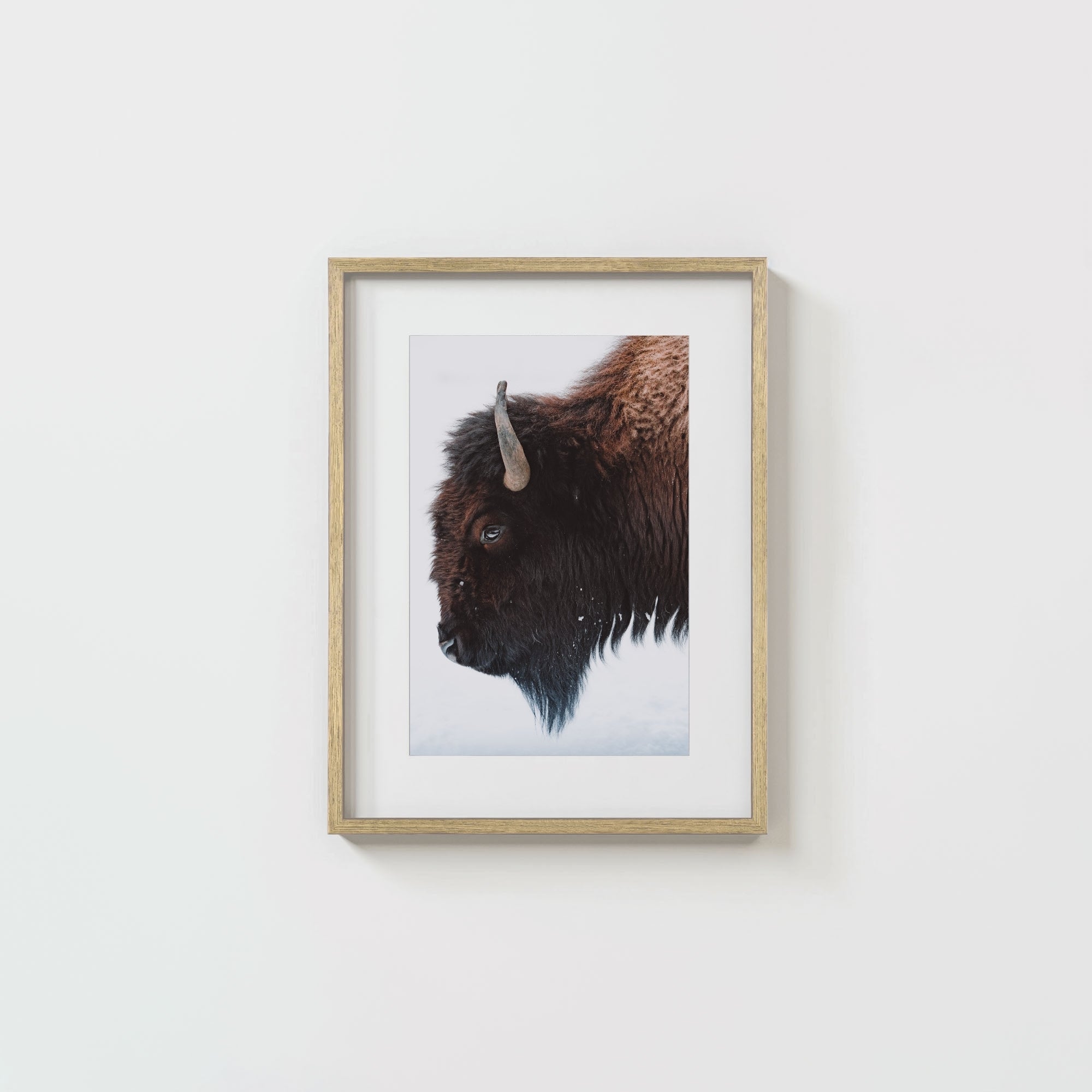A Bison's Portrait