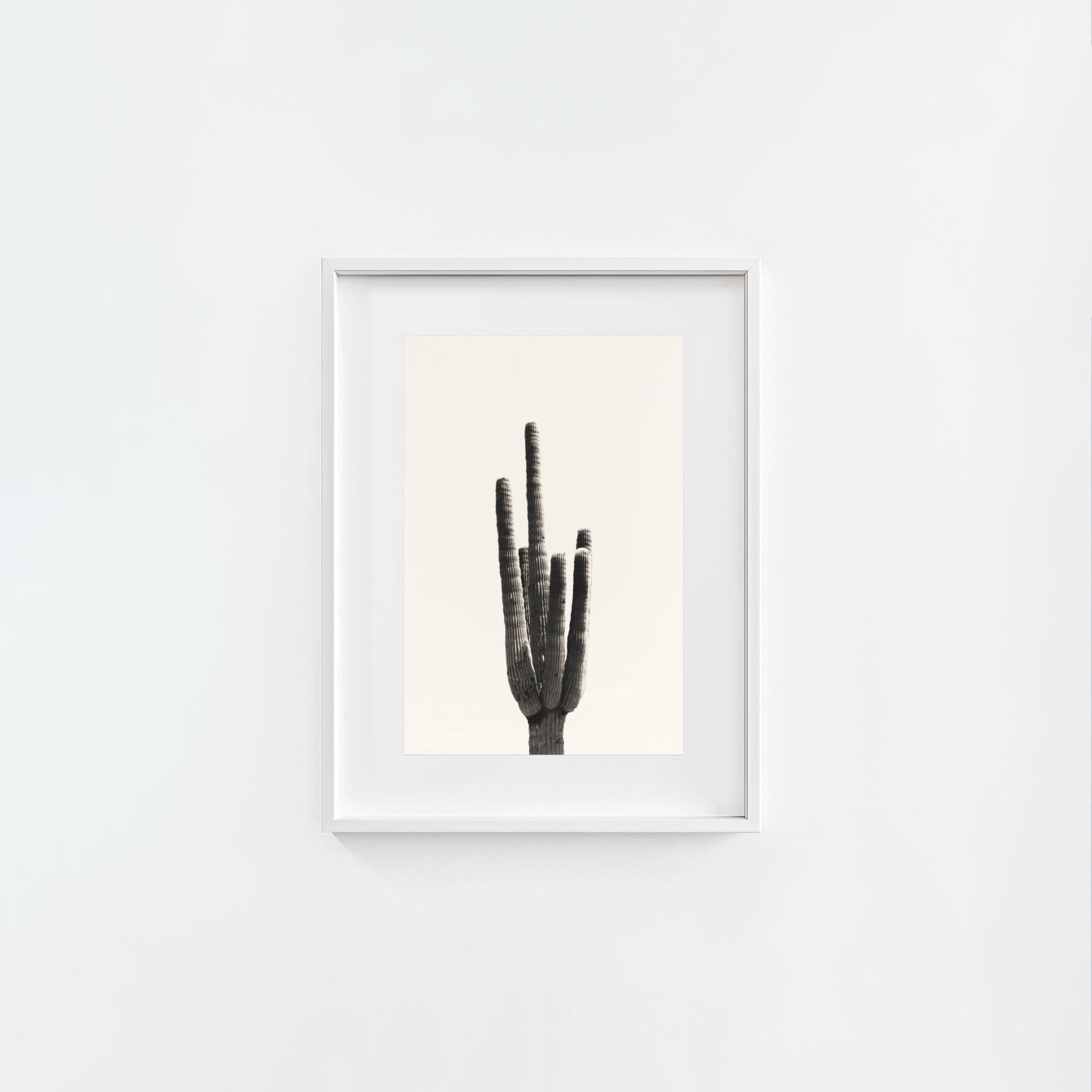 Cacti