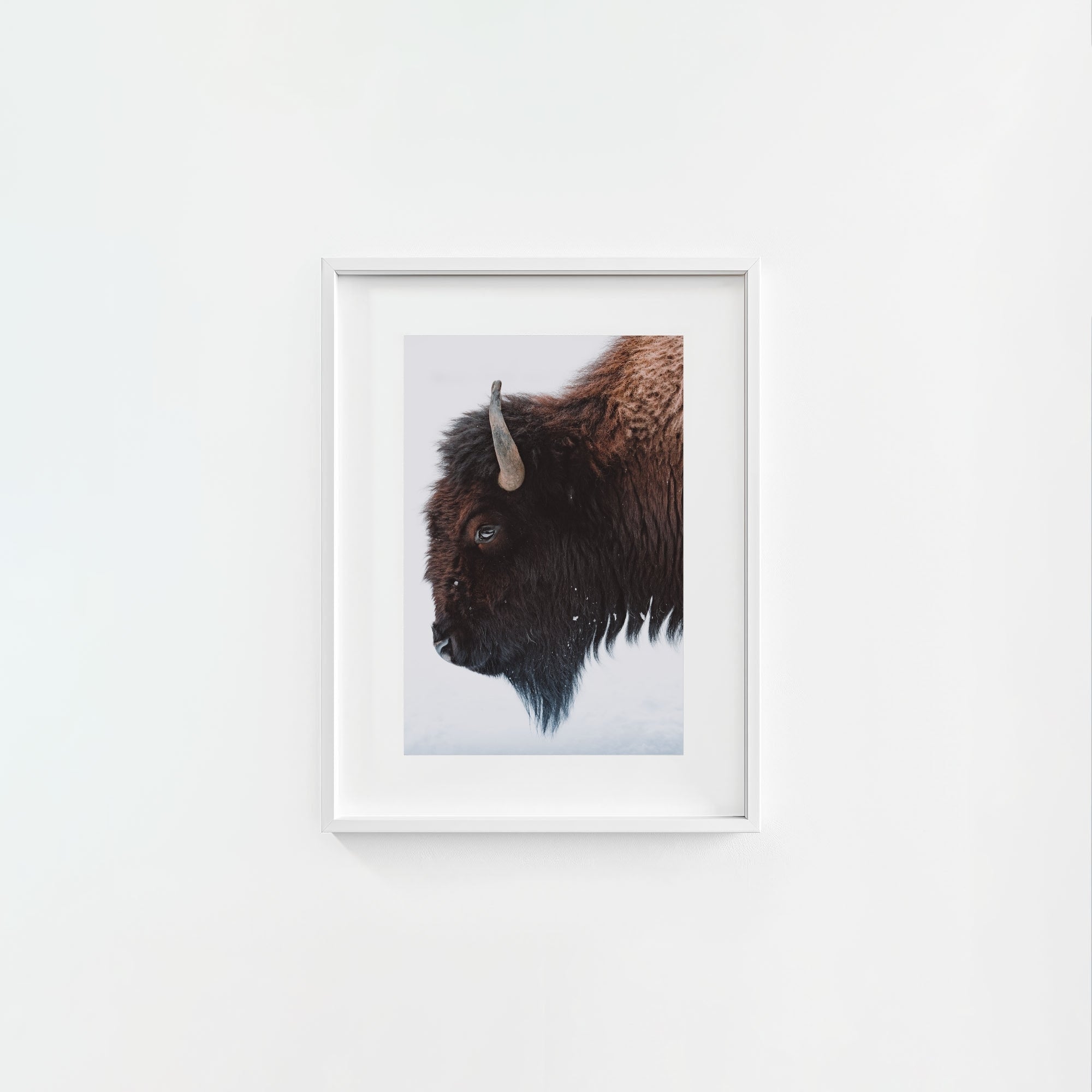 A Bison's Portrait