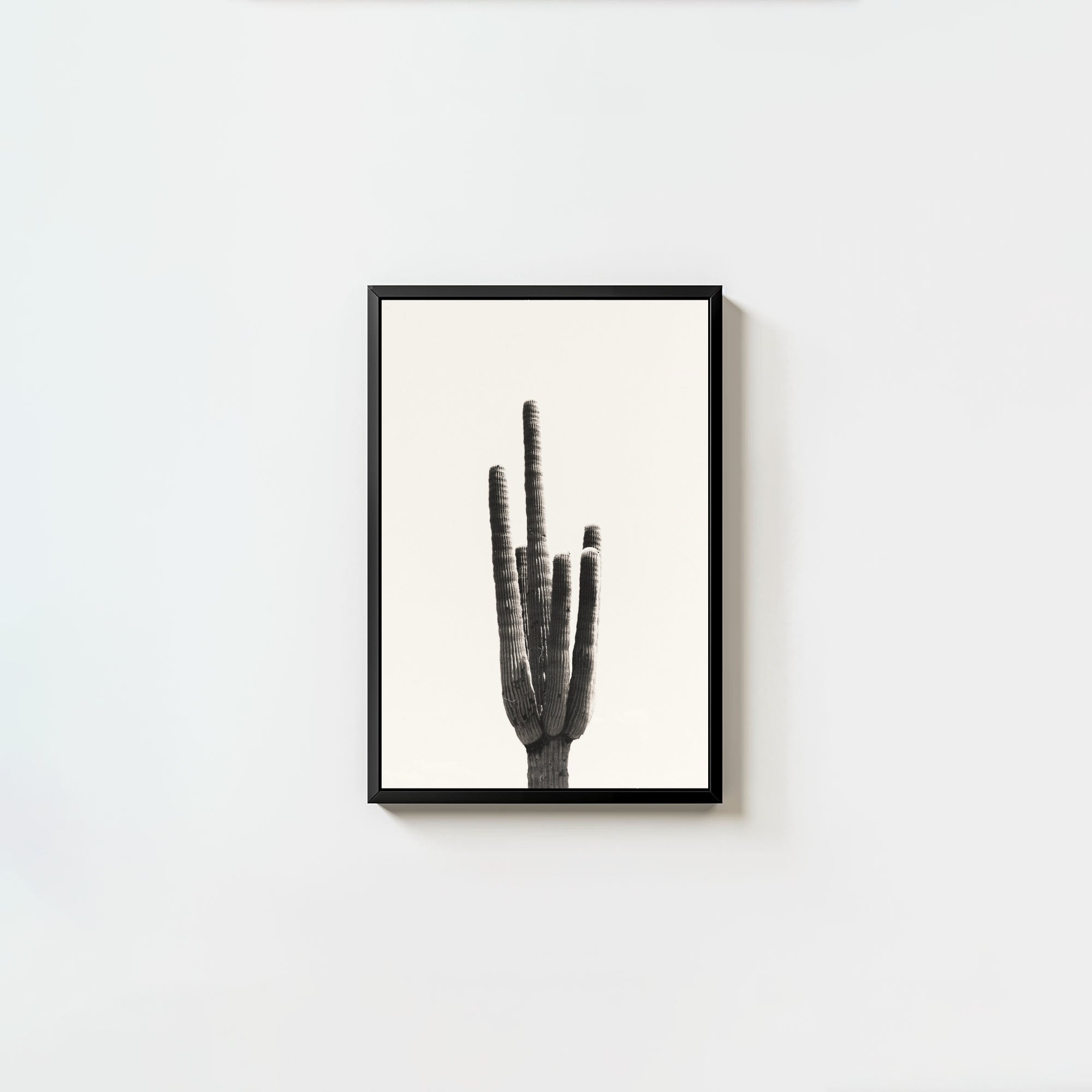 Cacti