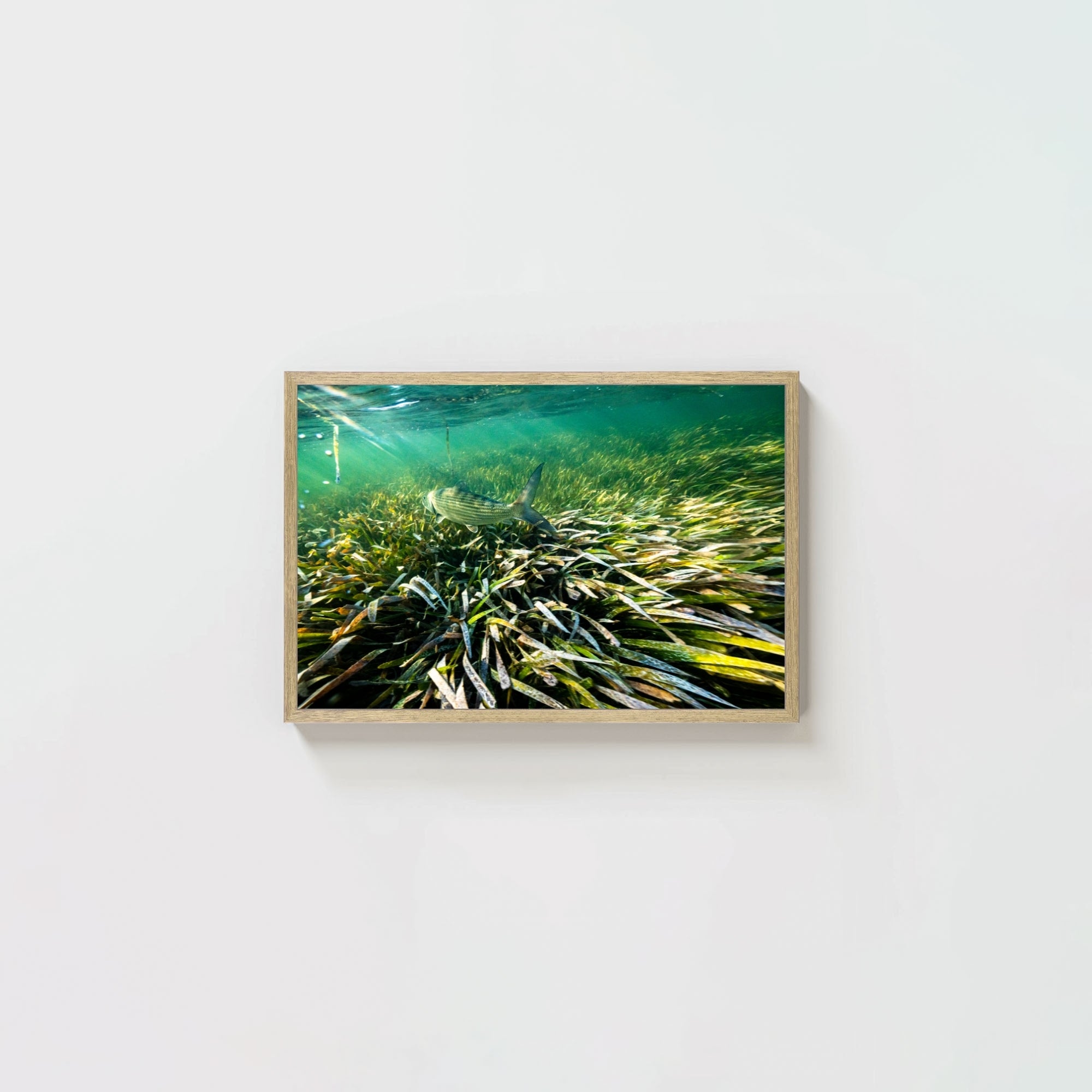 The Bonefish