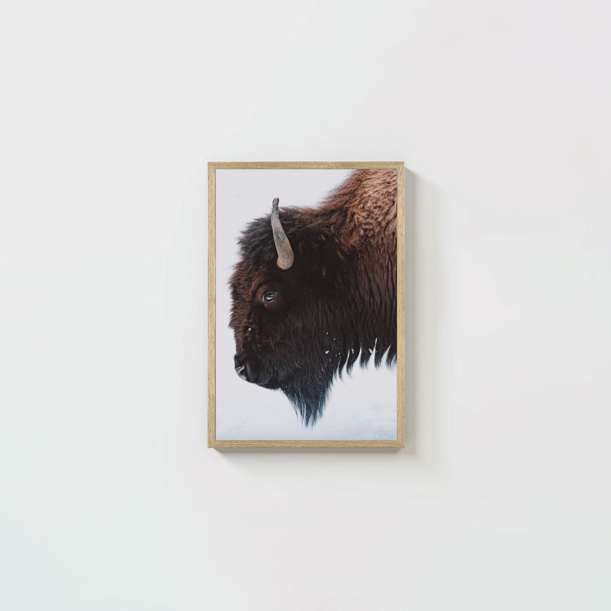 A Bison's Portrait