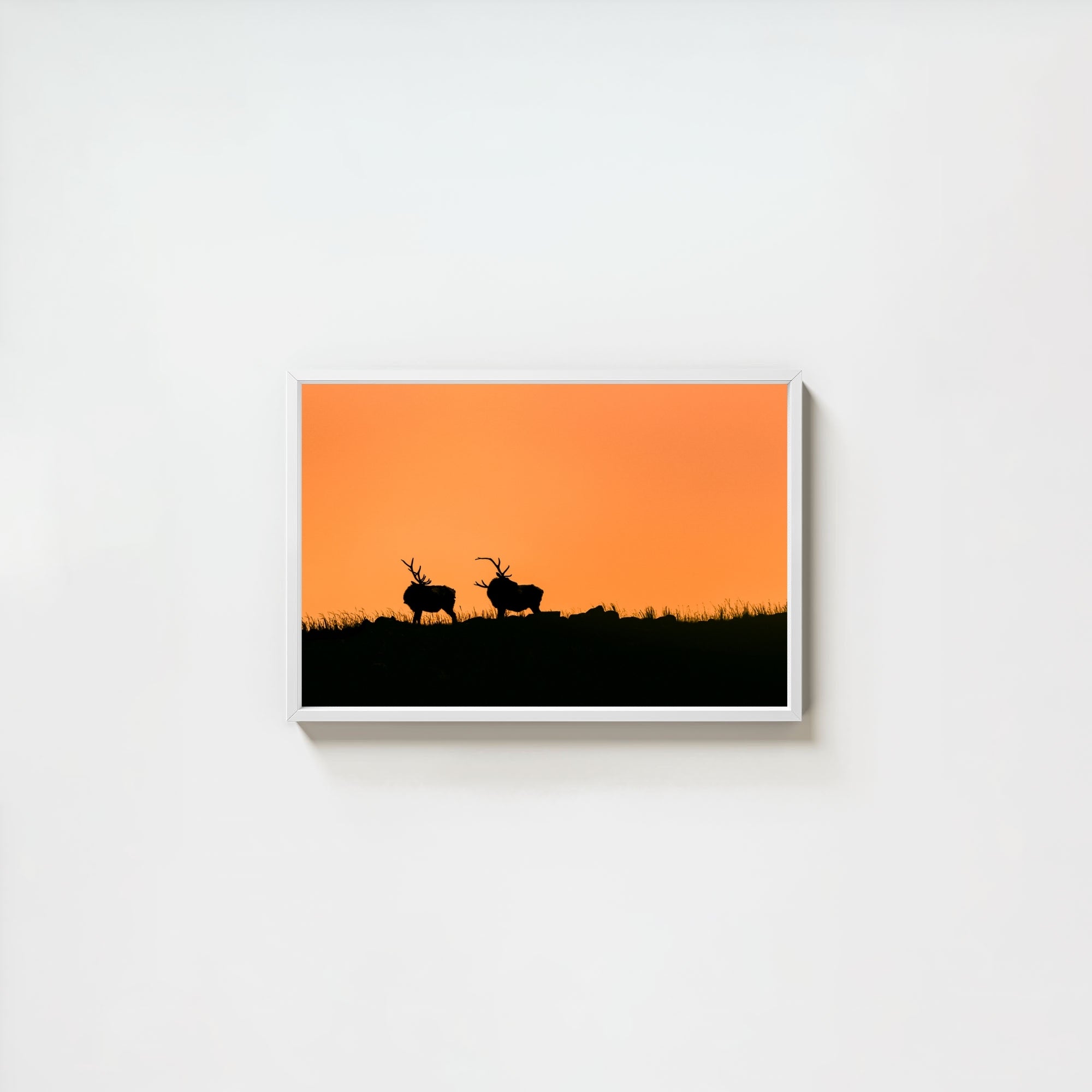 Wapiti