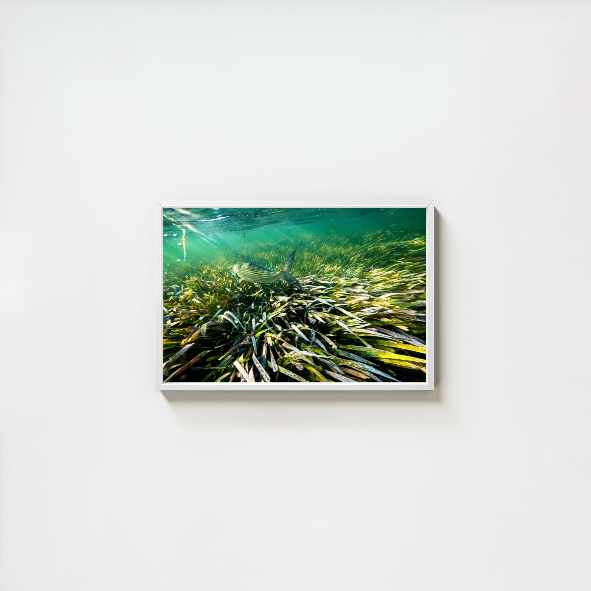The Bonefish