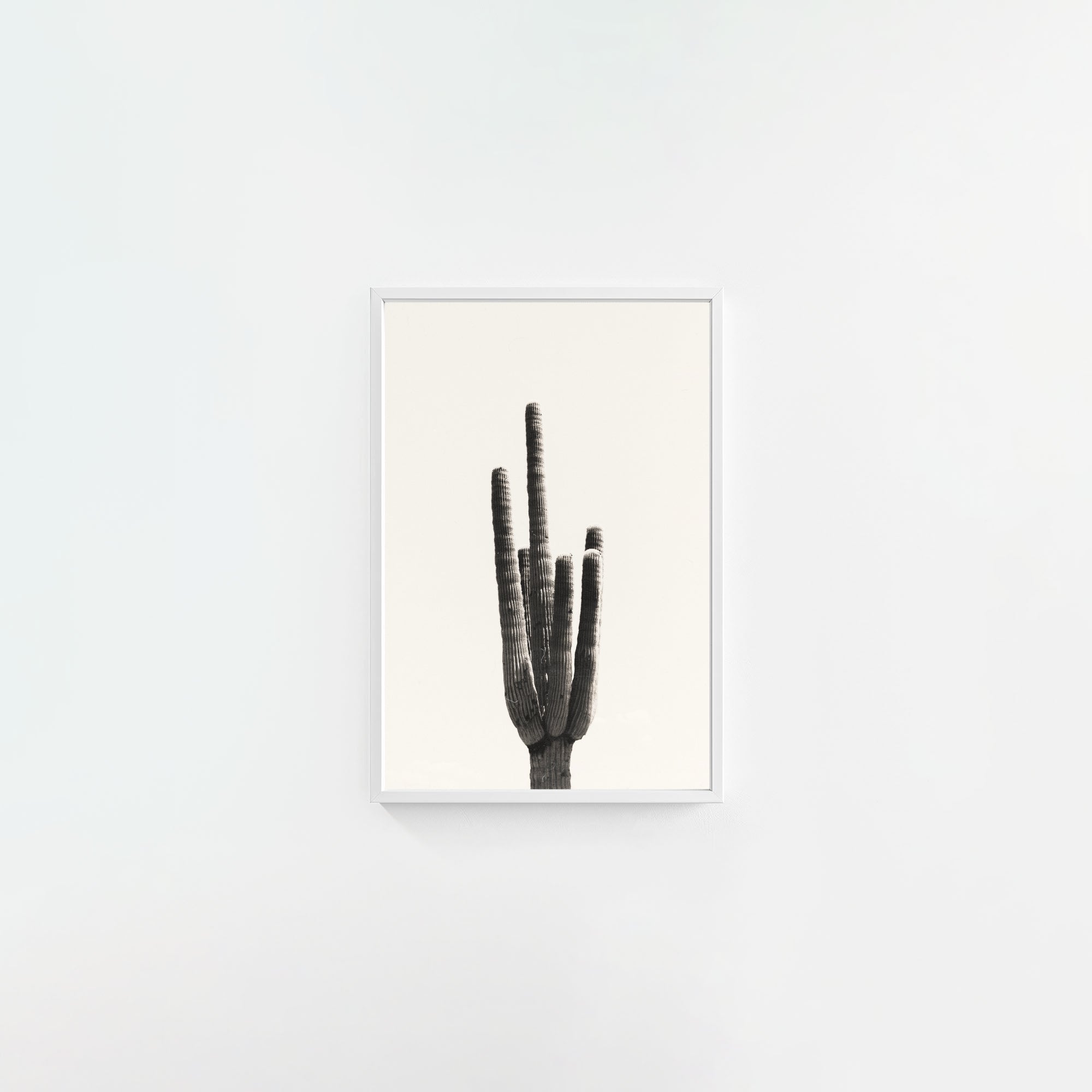 Cacti