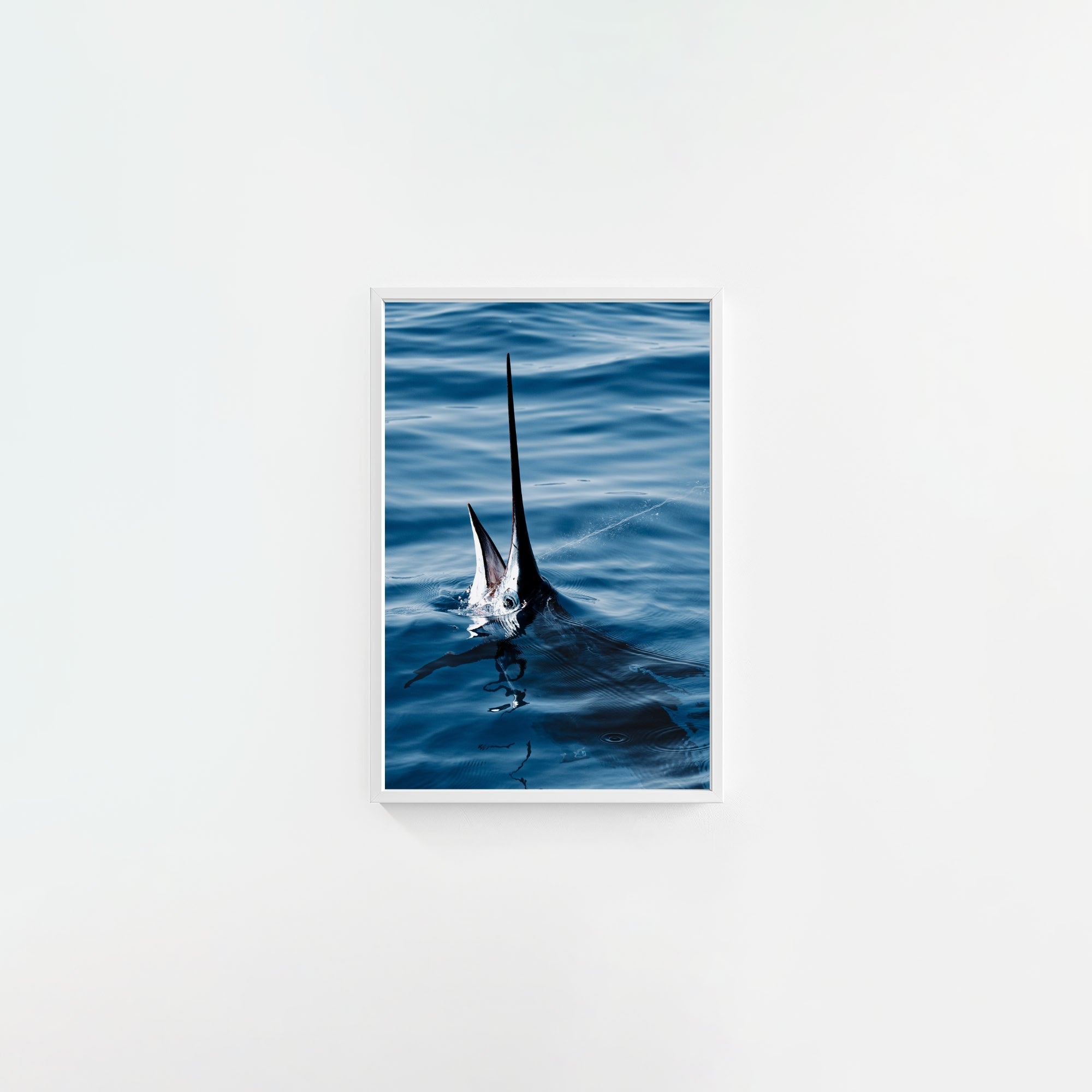 Sail Bite
