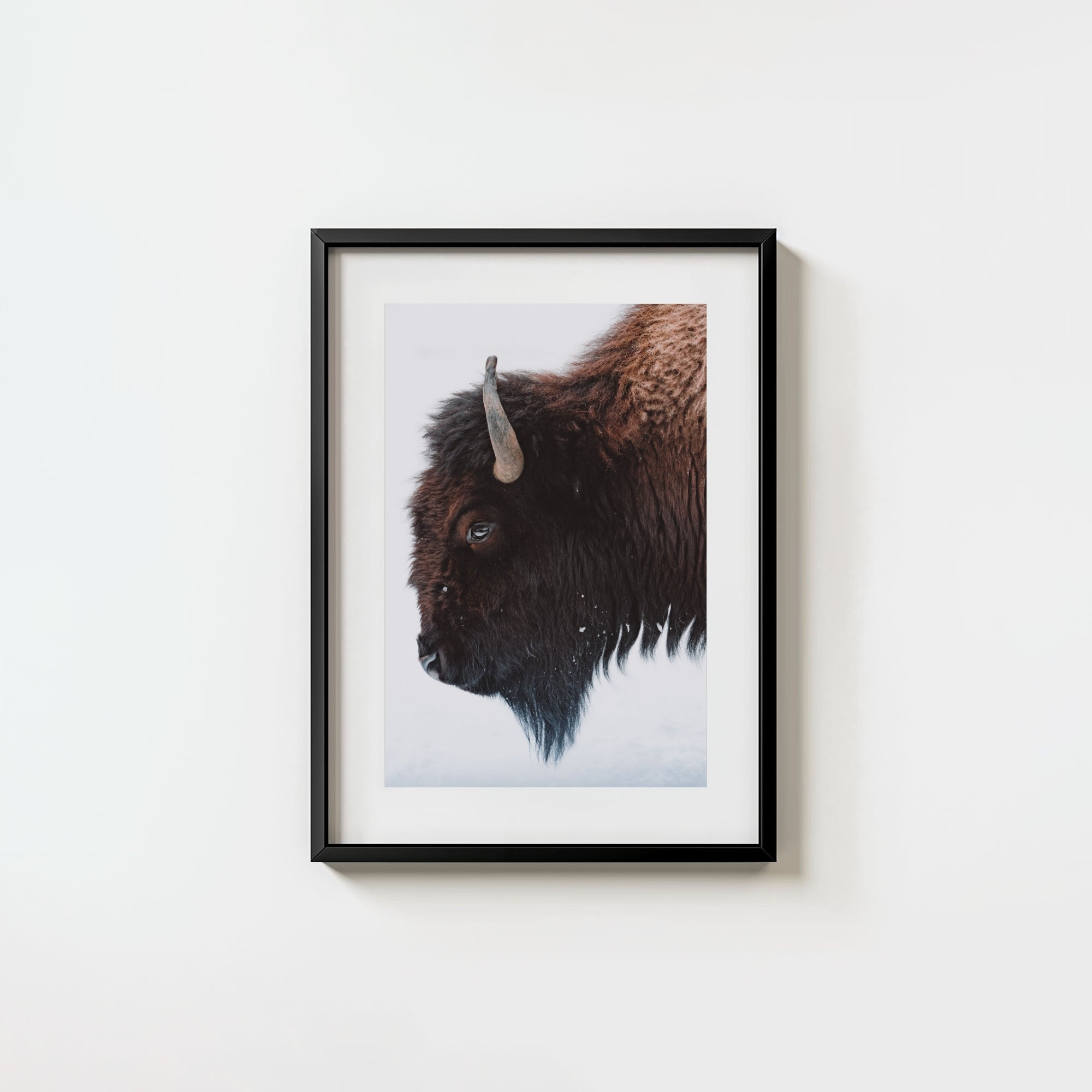 A Bison's Portrait