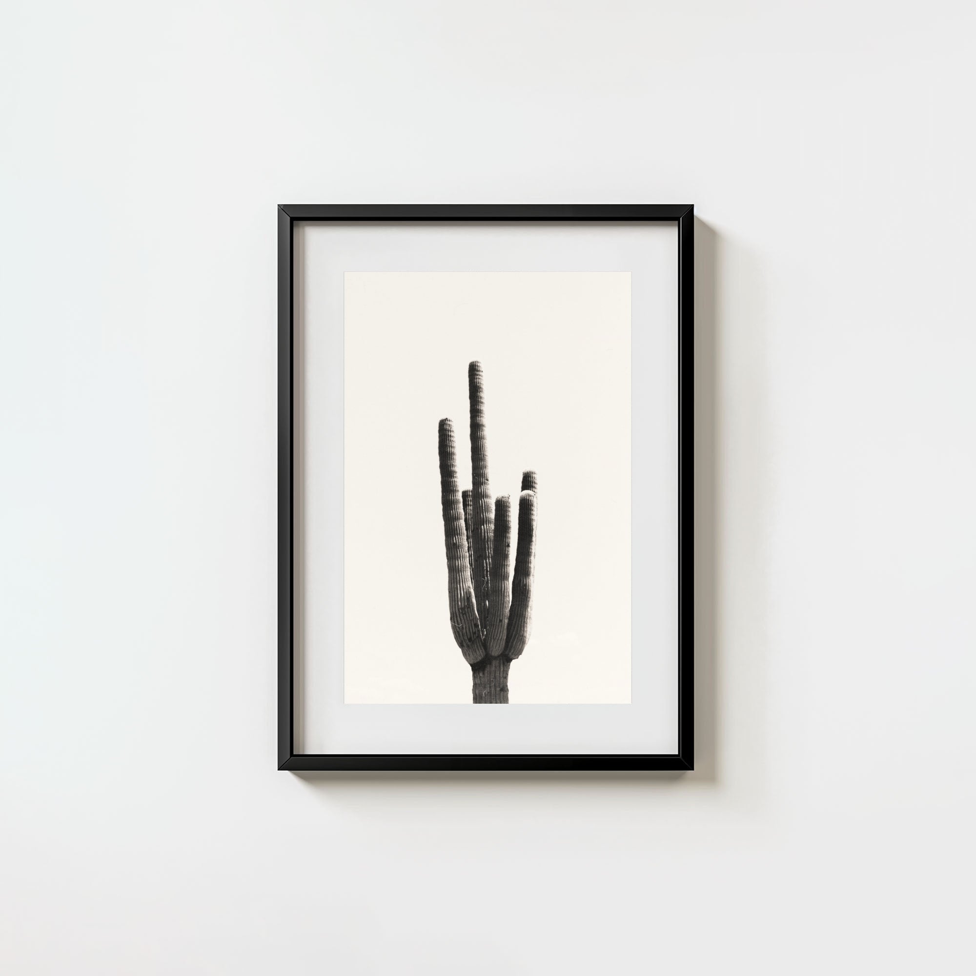 Cacti