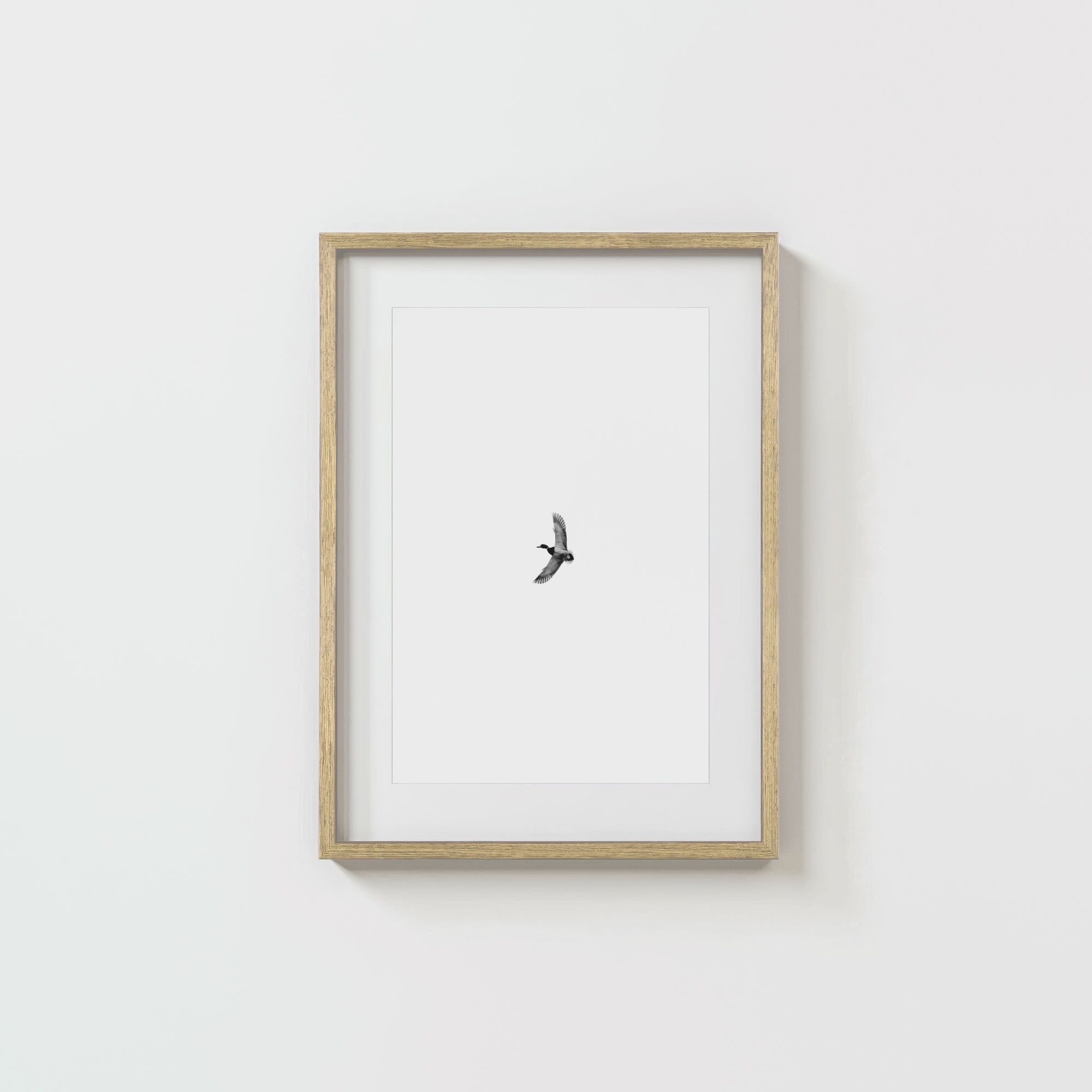 Greenhead