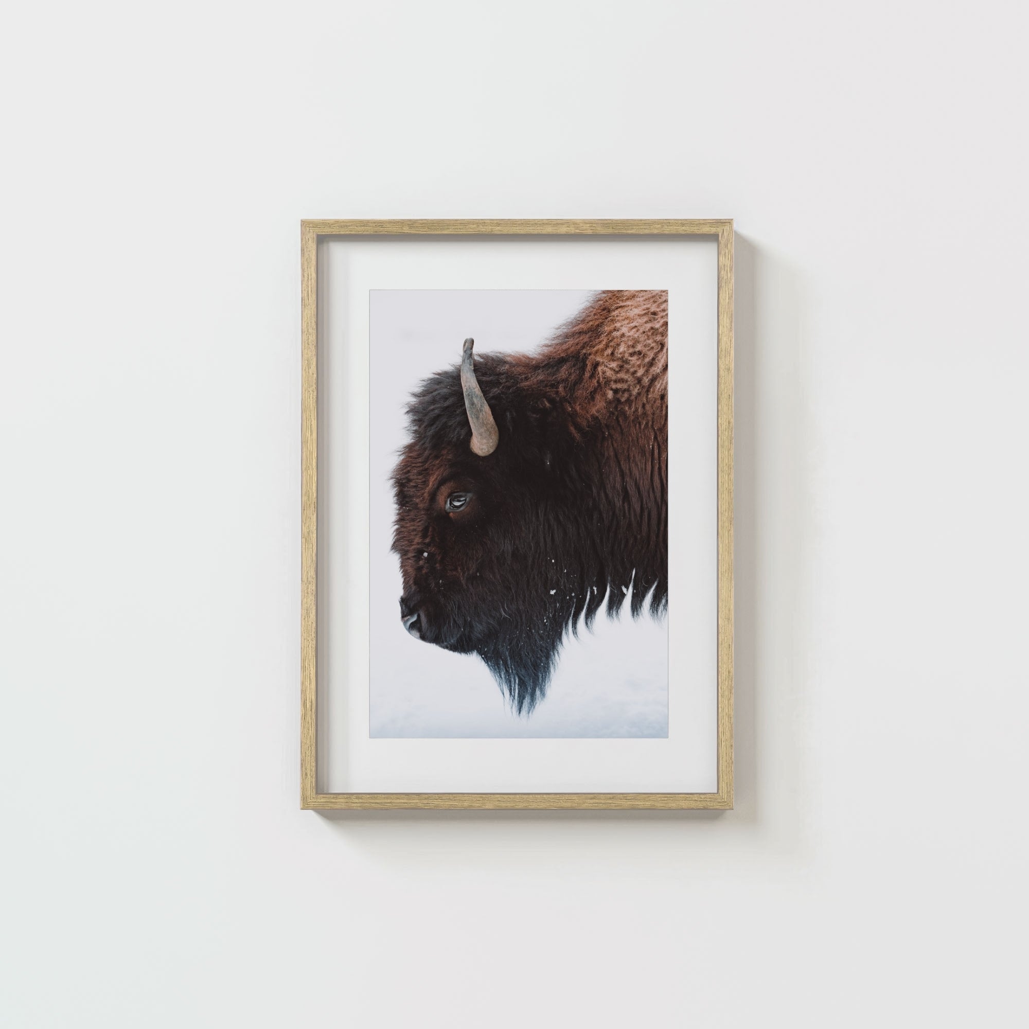 A Bison's Portrait