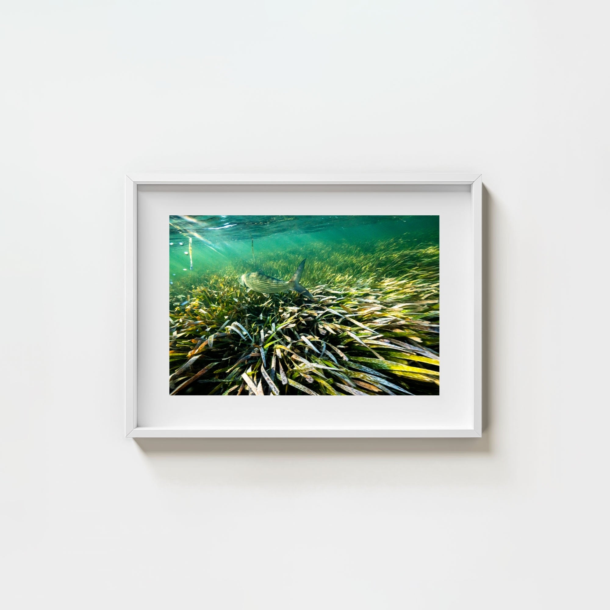 The Bonefish