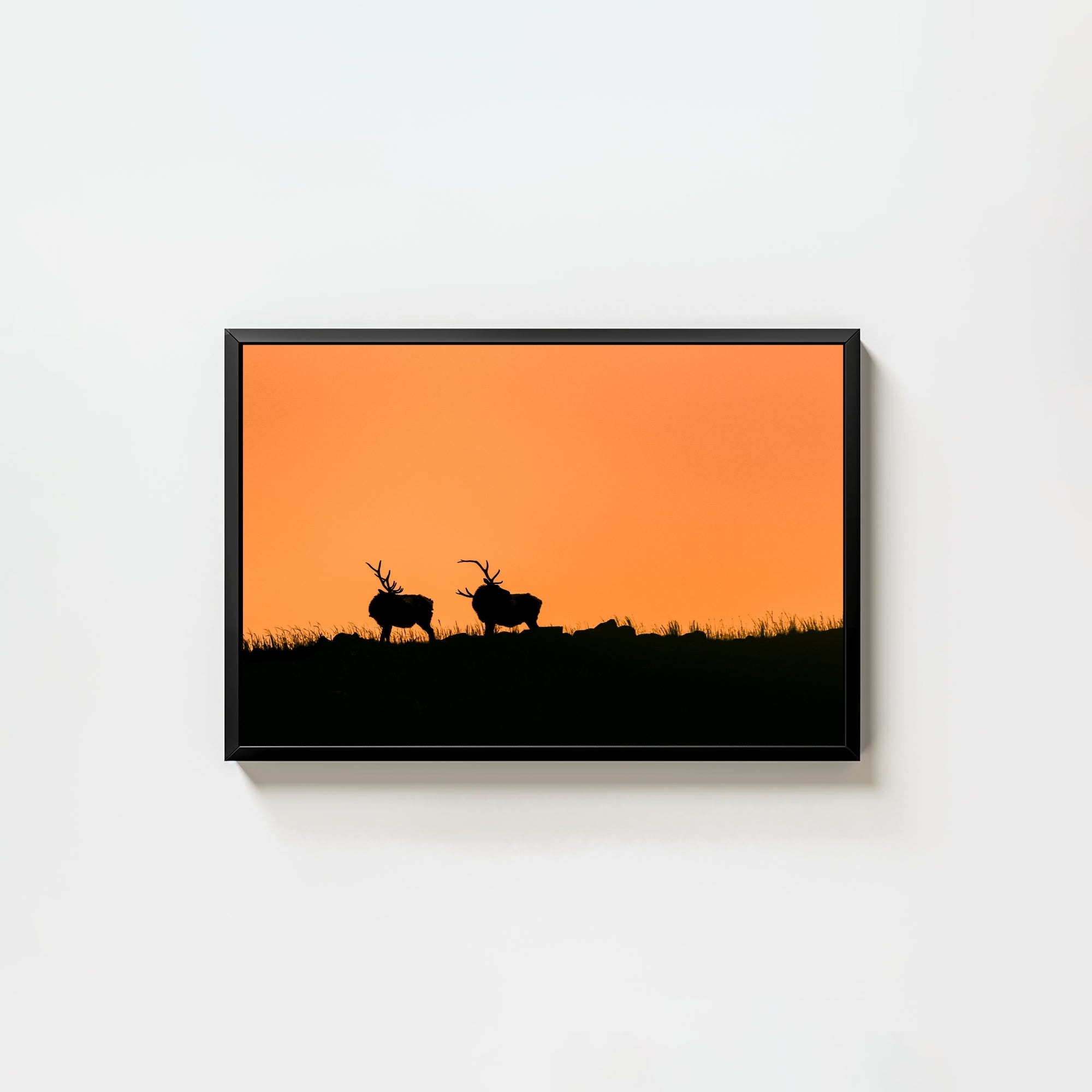Wapiti