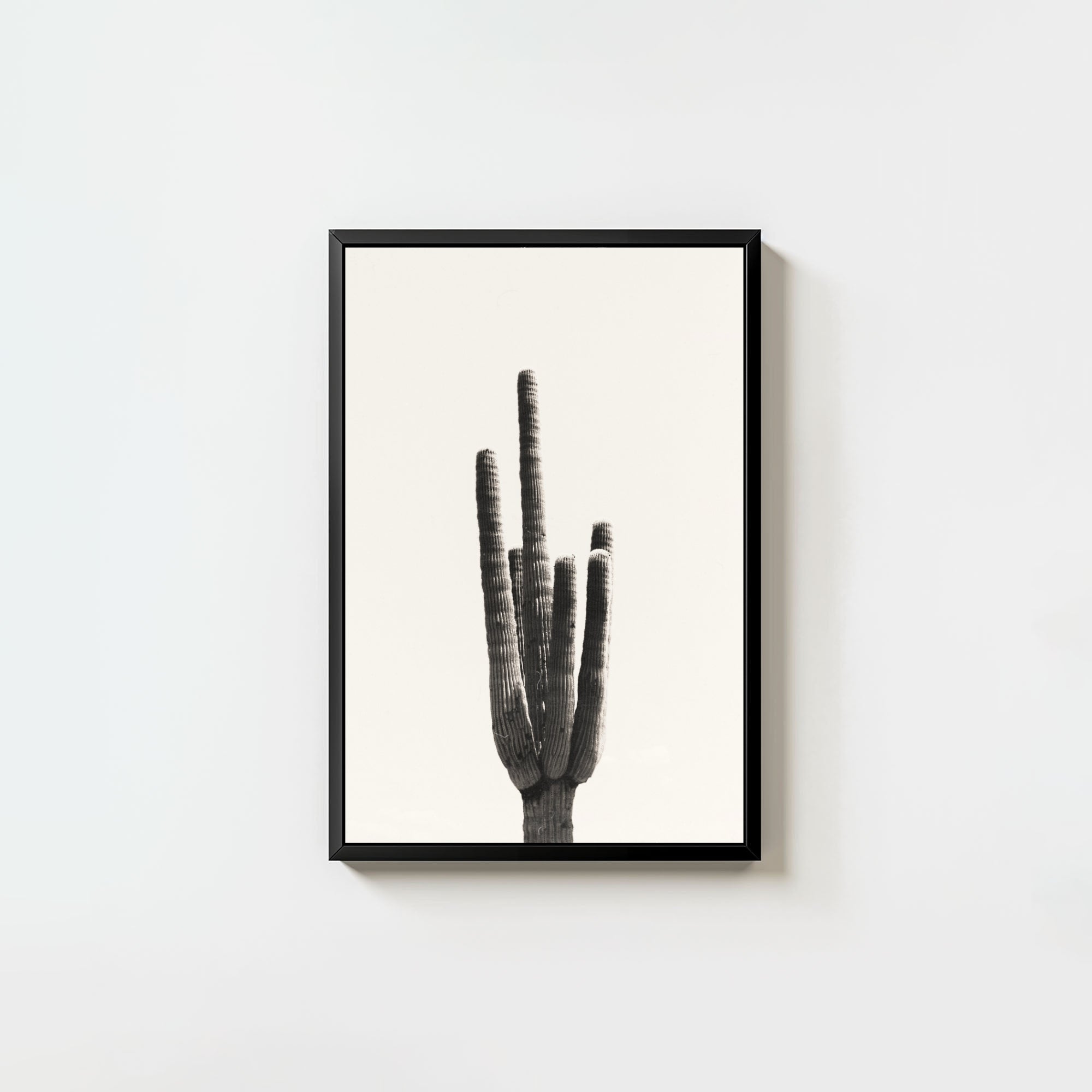 Cacti