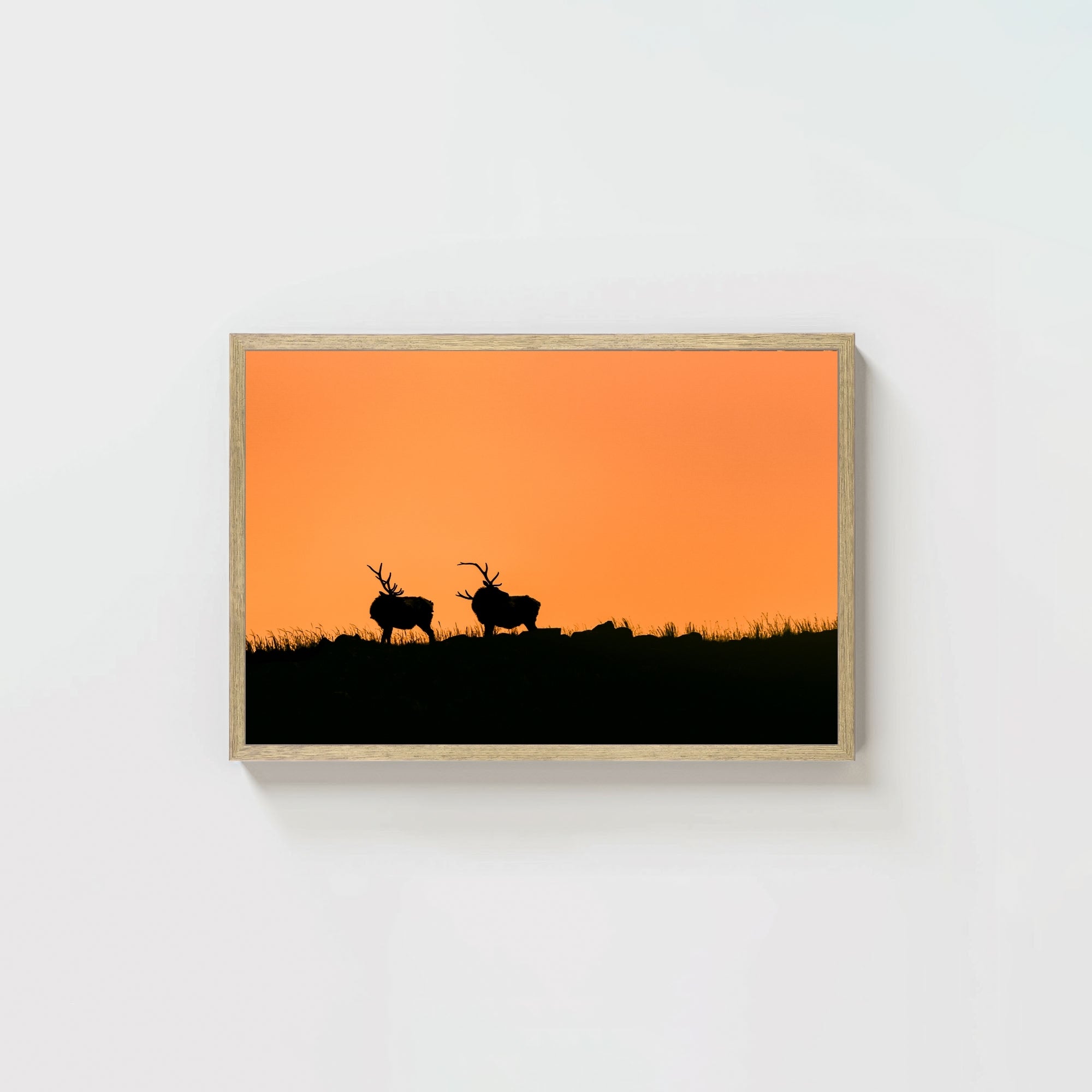 Wapiti