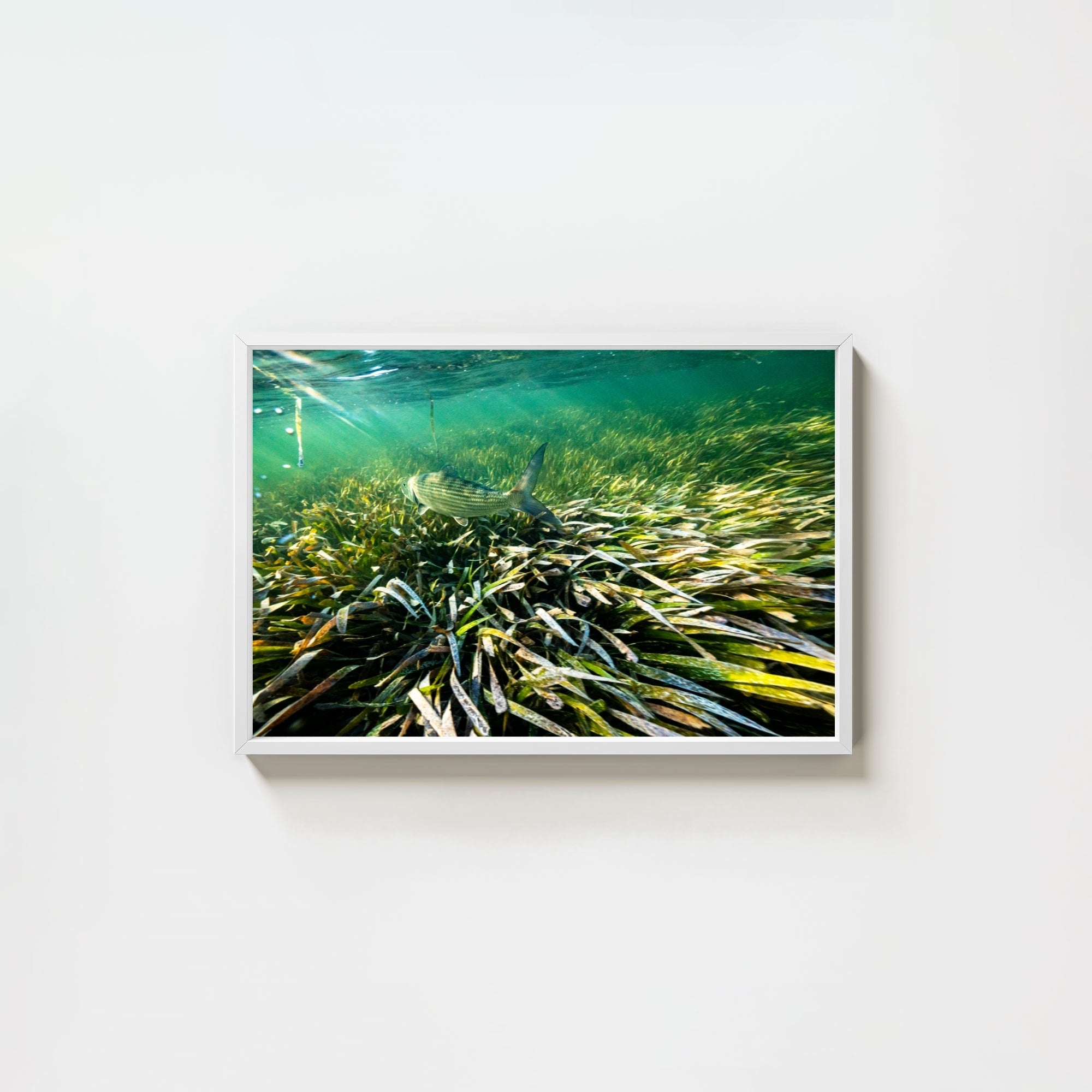 The Bonefish
