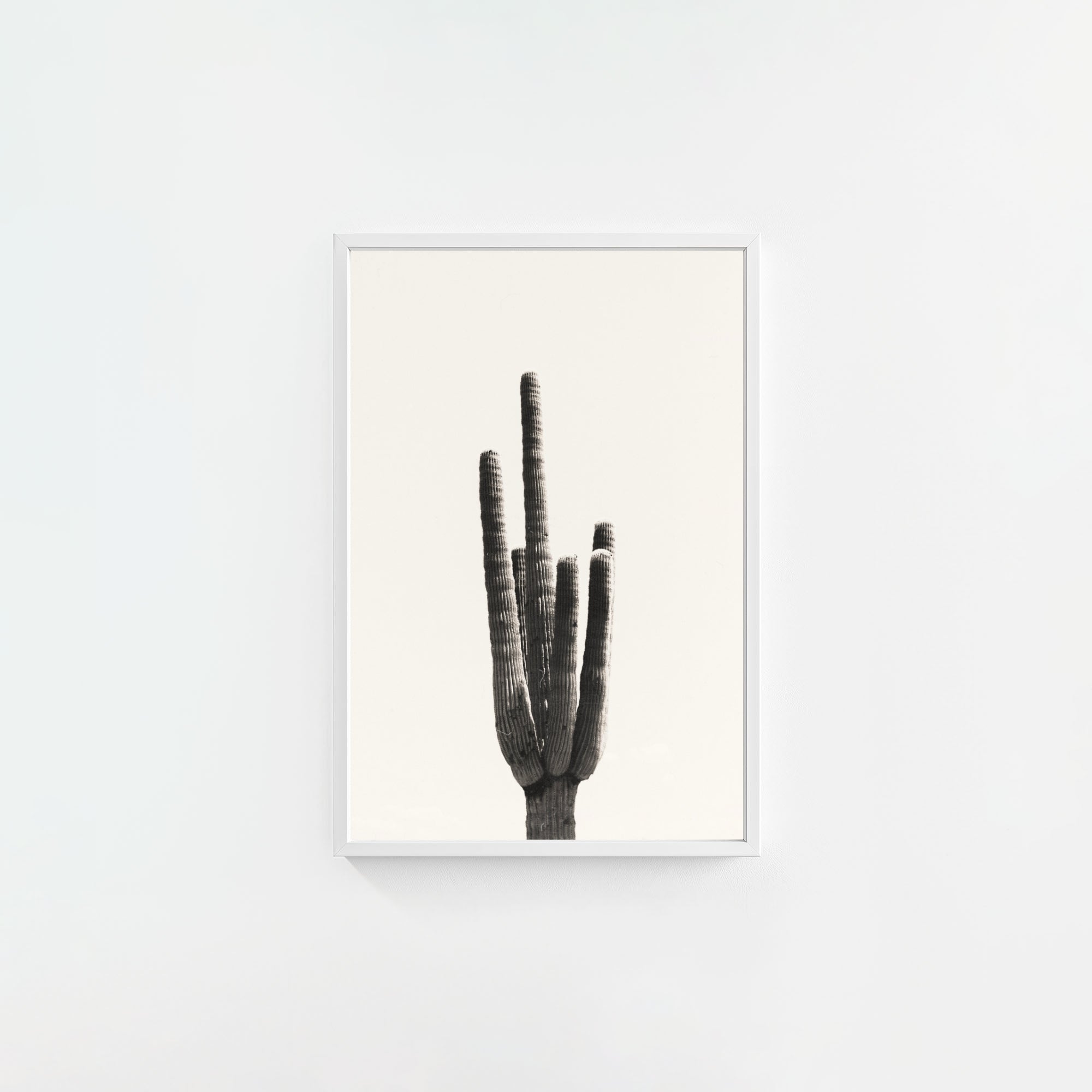 Cacti