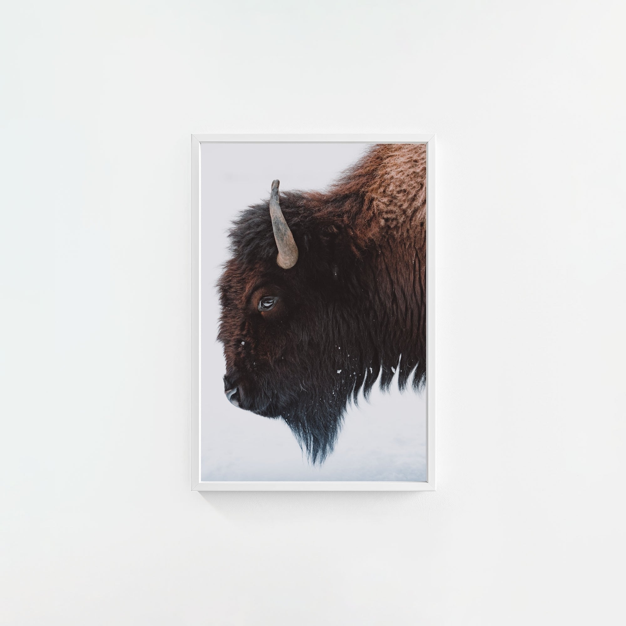 A Bison's Portrait