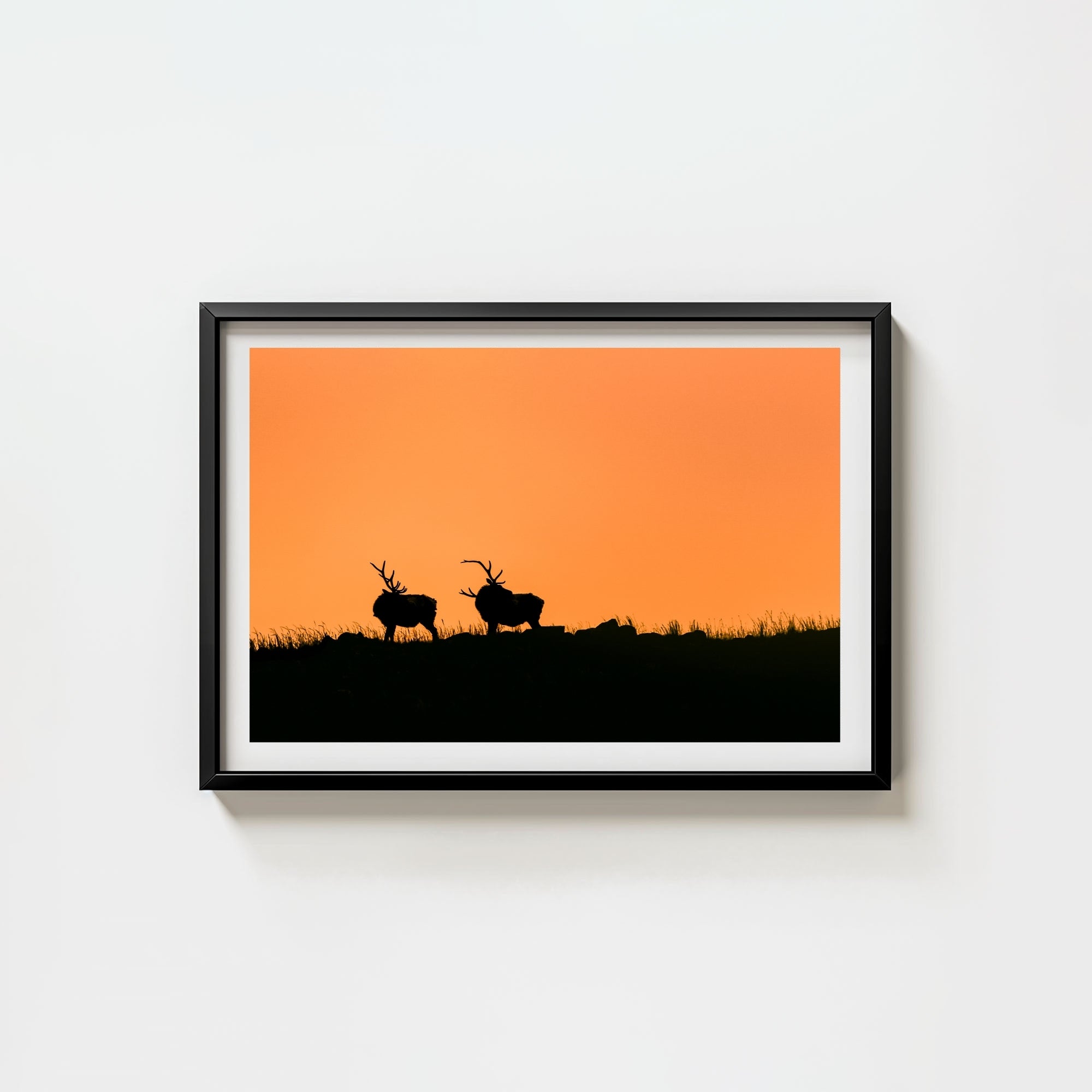 Wapiti