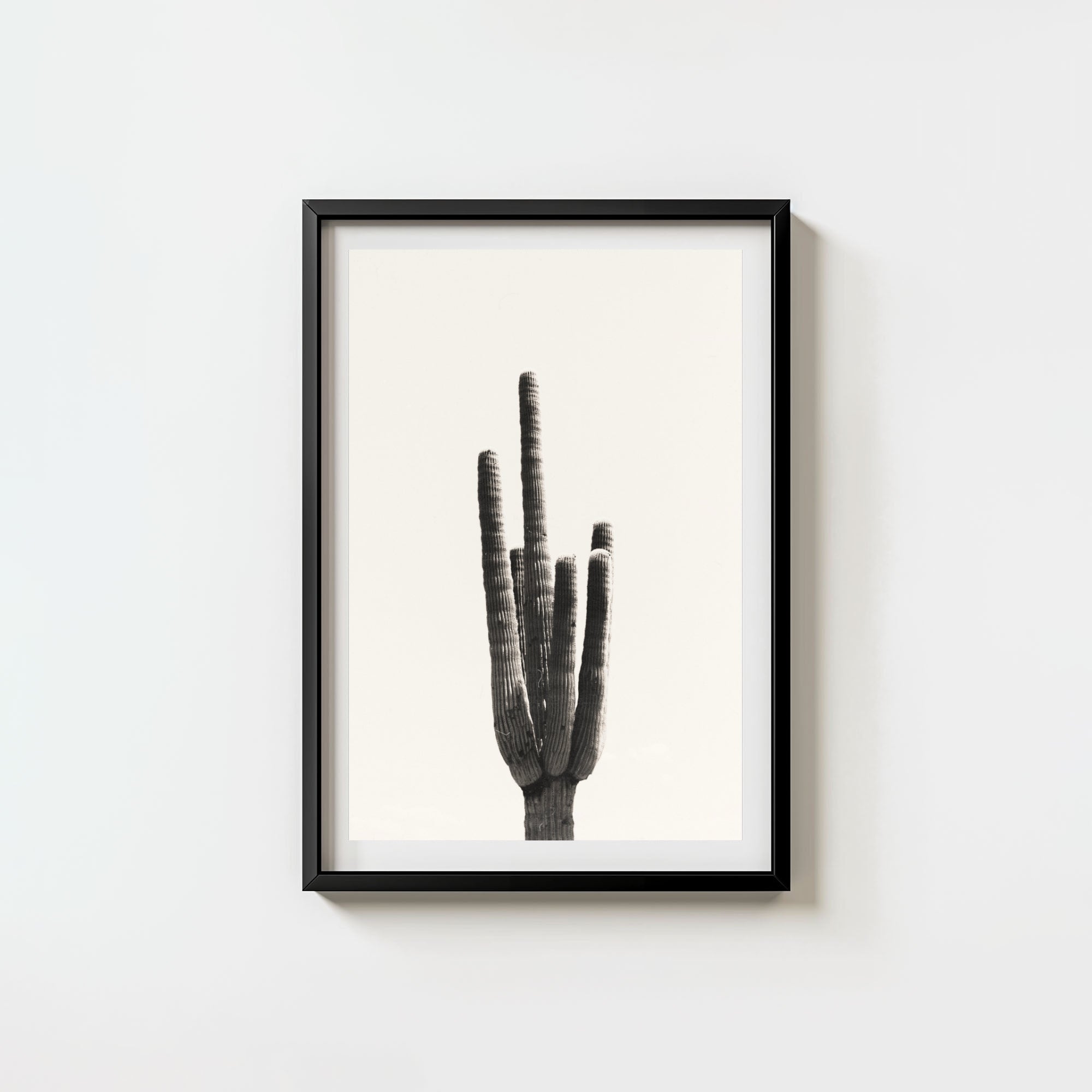 Cacti