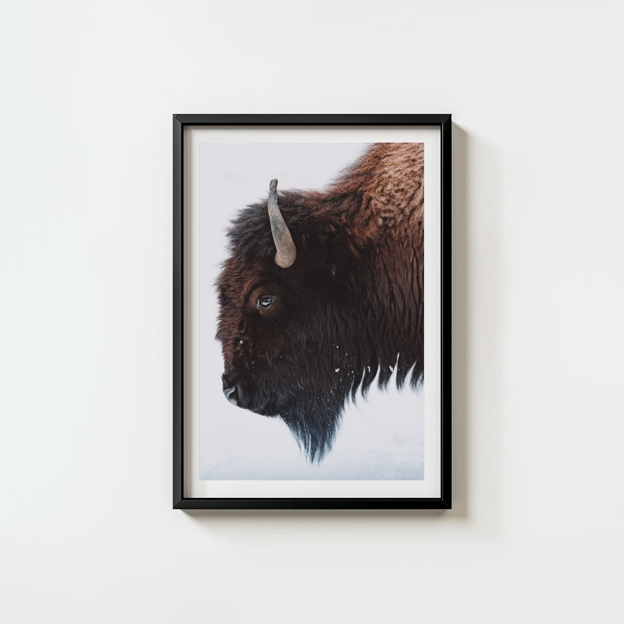 A Bison's Portrait