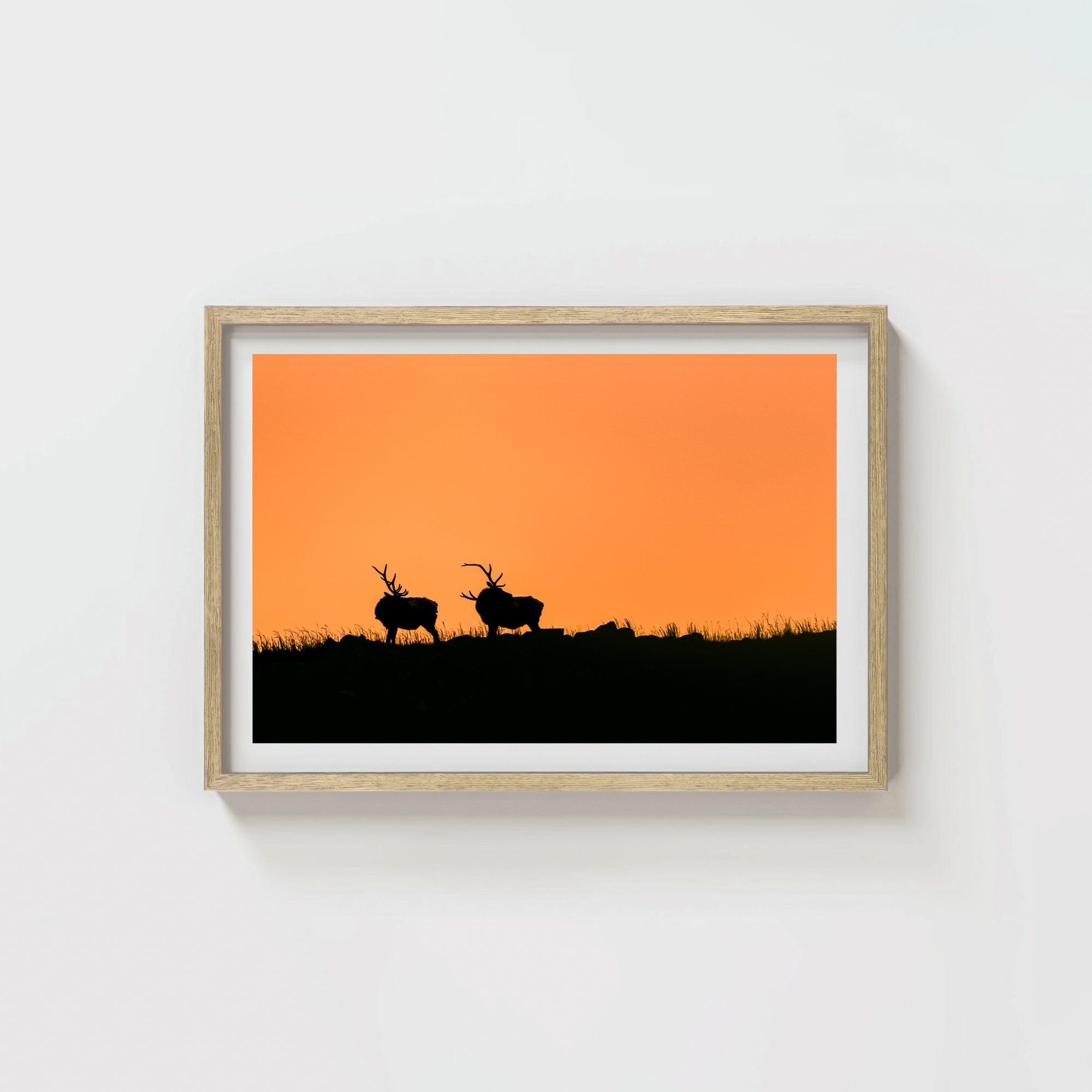 Wapiti