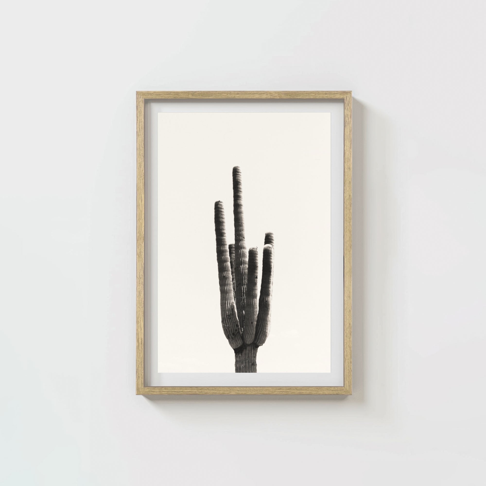 Cacti