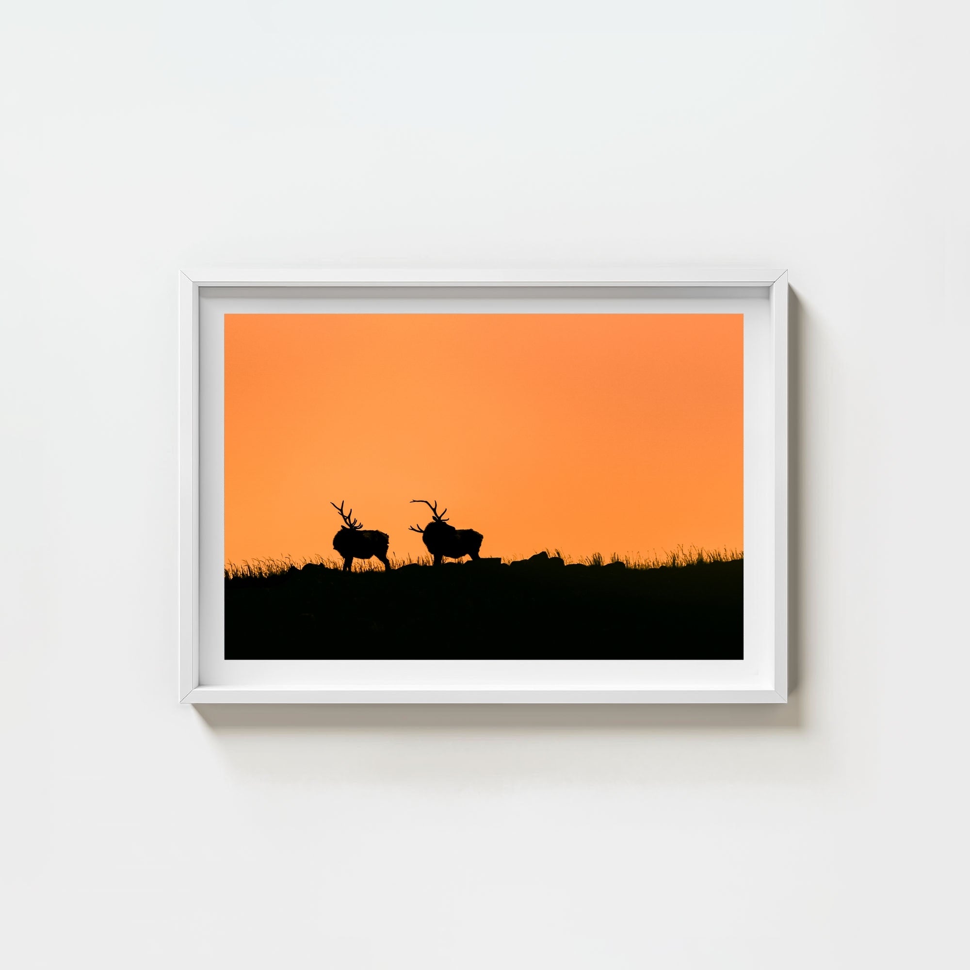 Wapiti