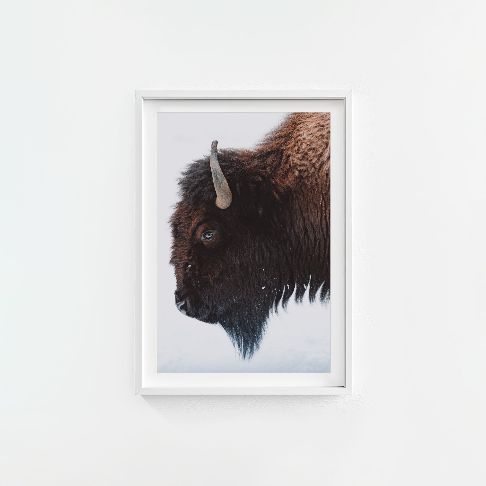 A Bison's Portrait