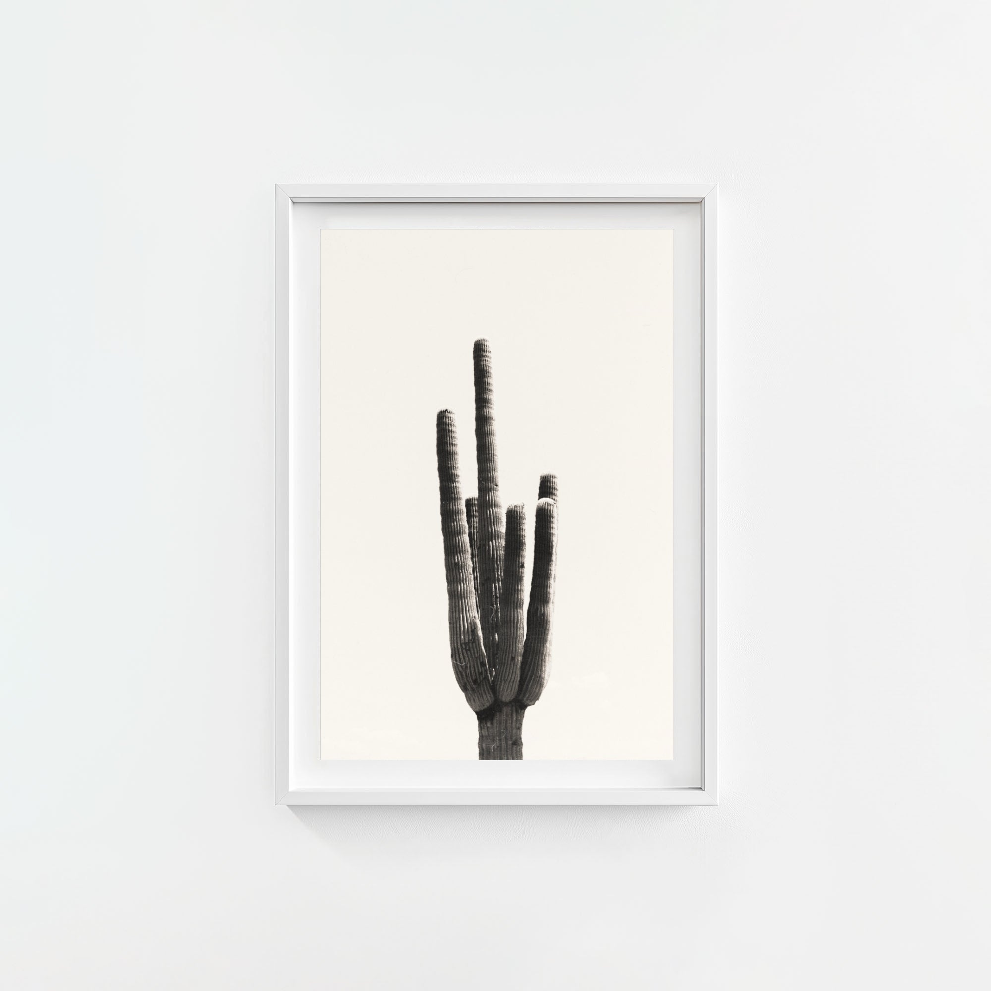 Cacti