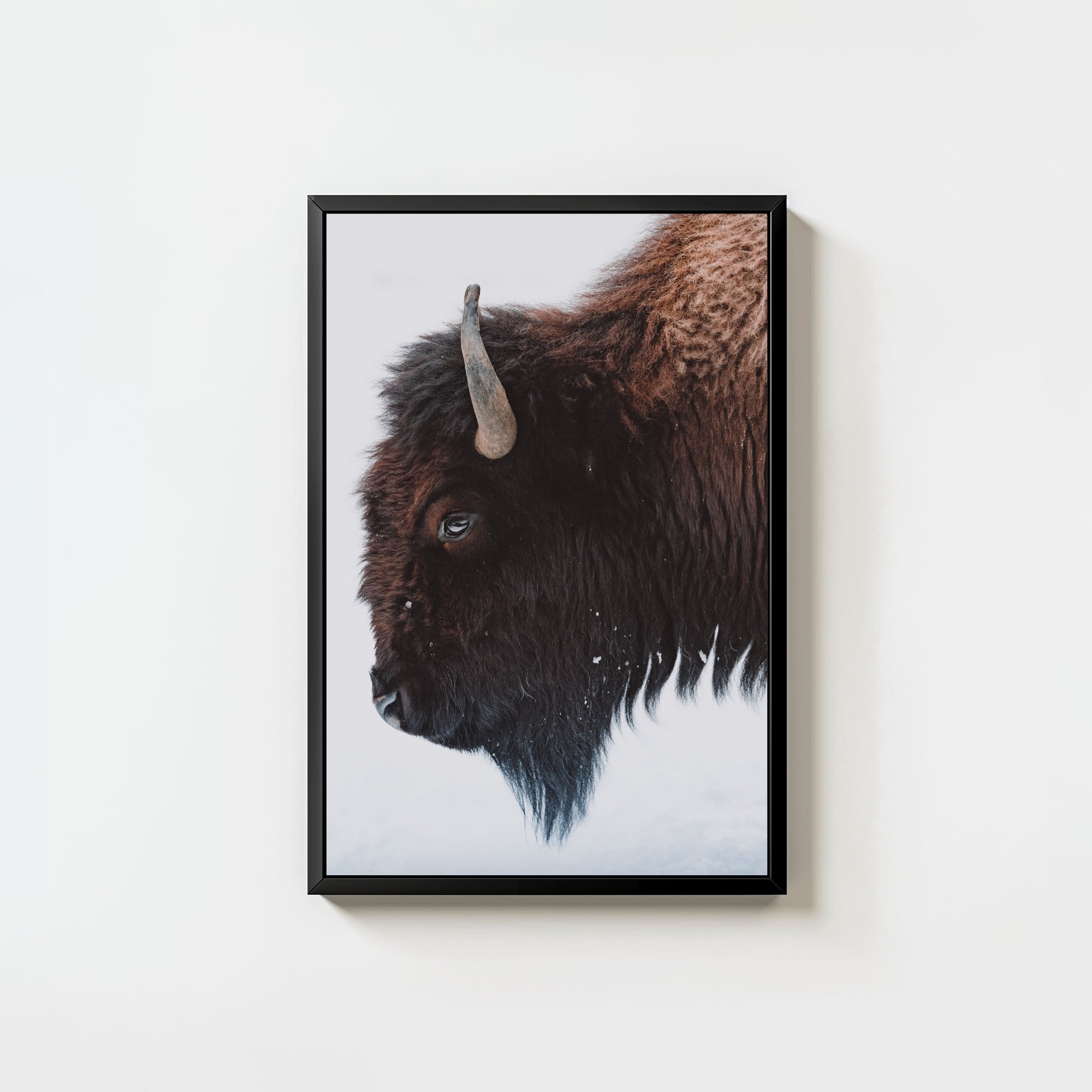A Bison's Portrait