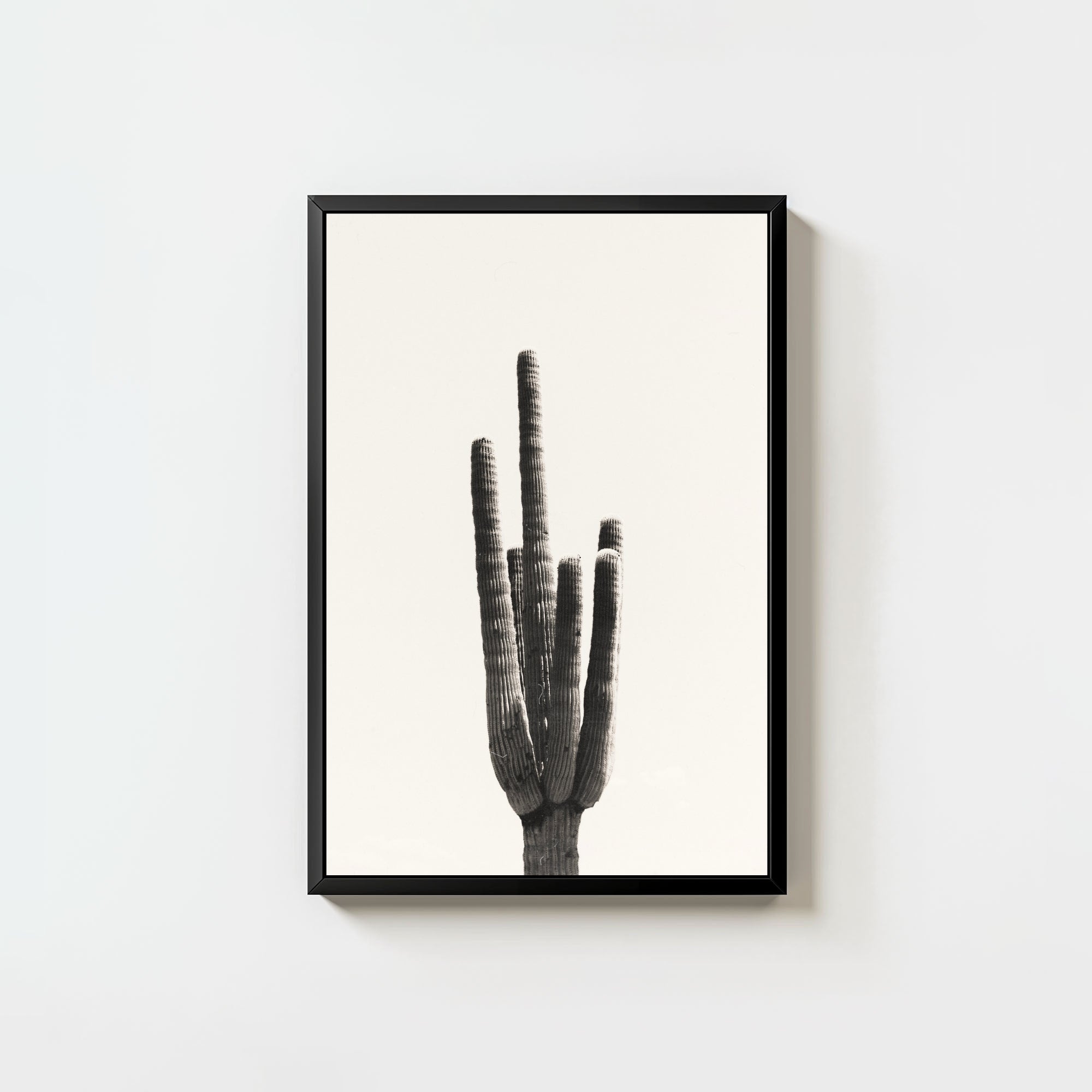 Cacti