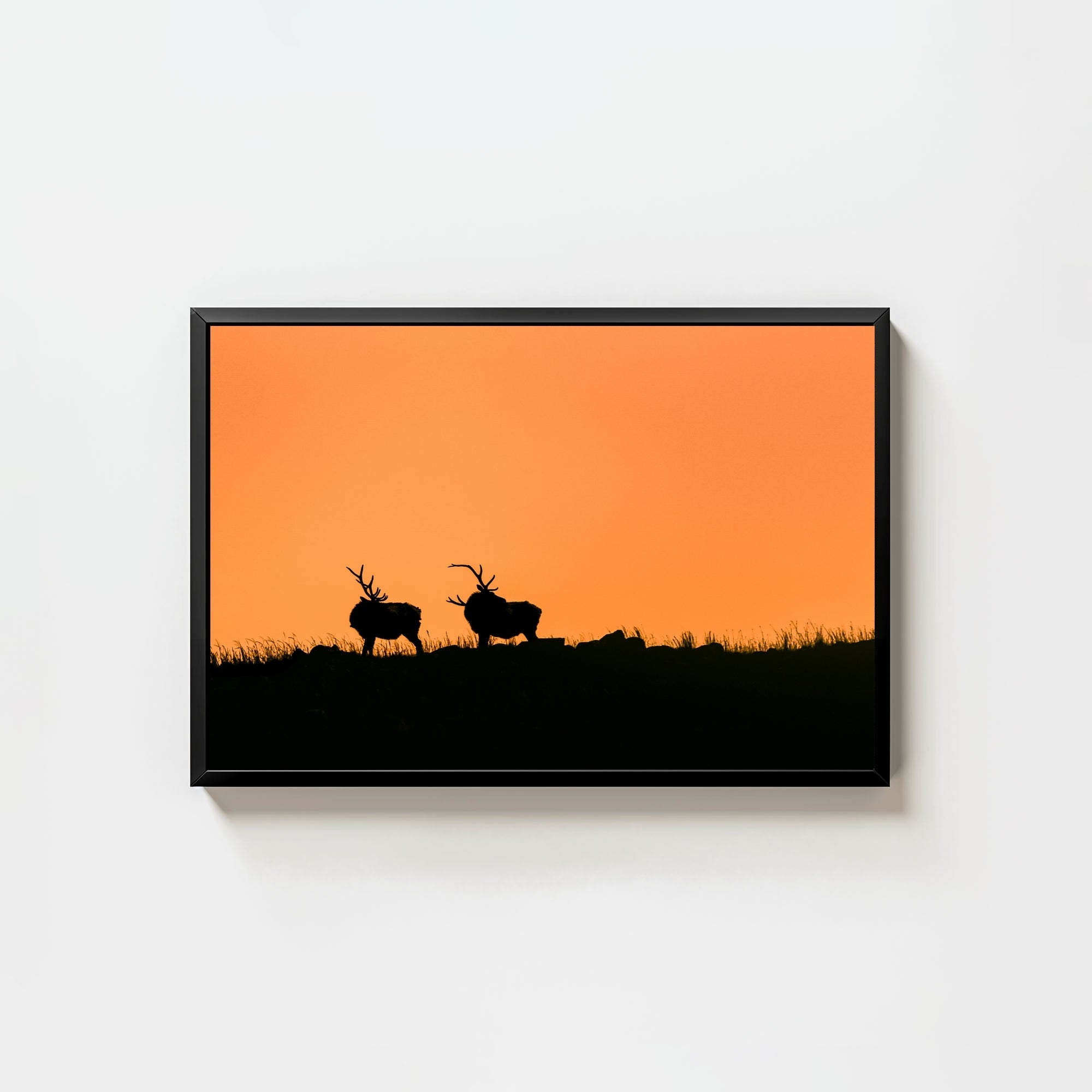 Wapiti