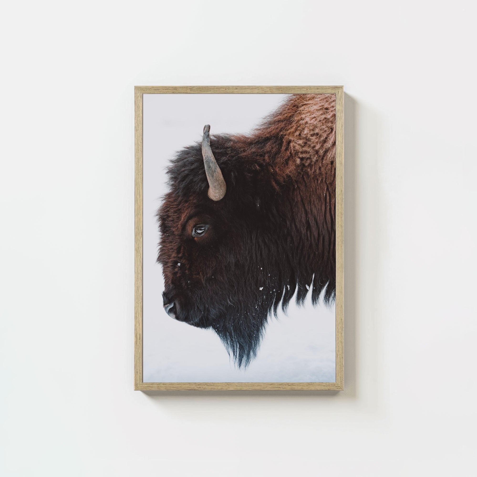 A Bison's Portrait