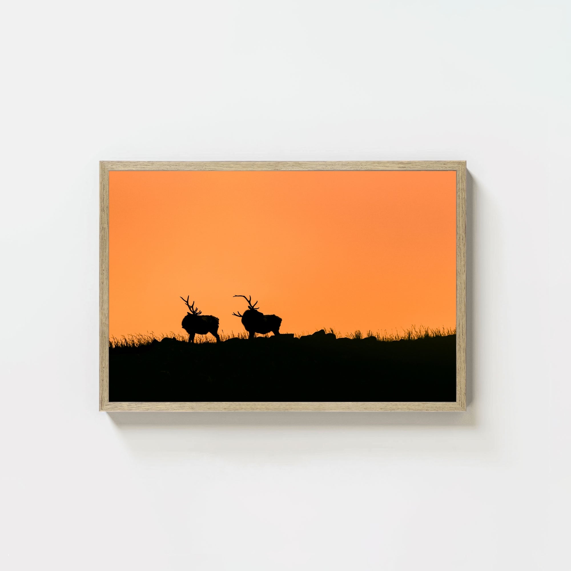 Wapiti